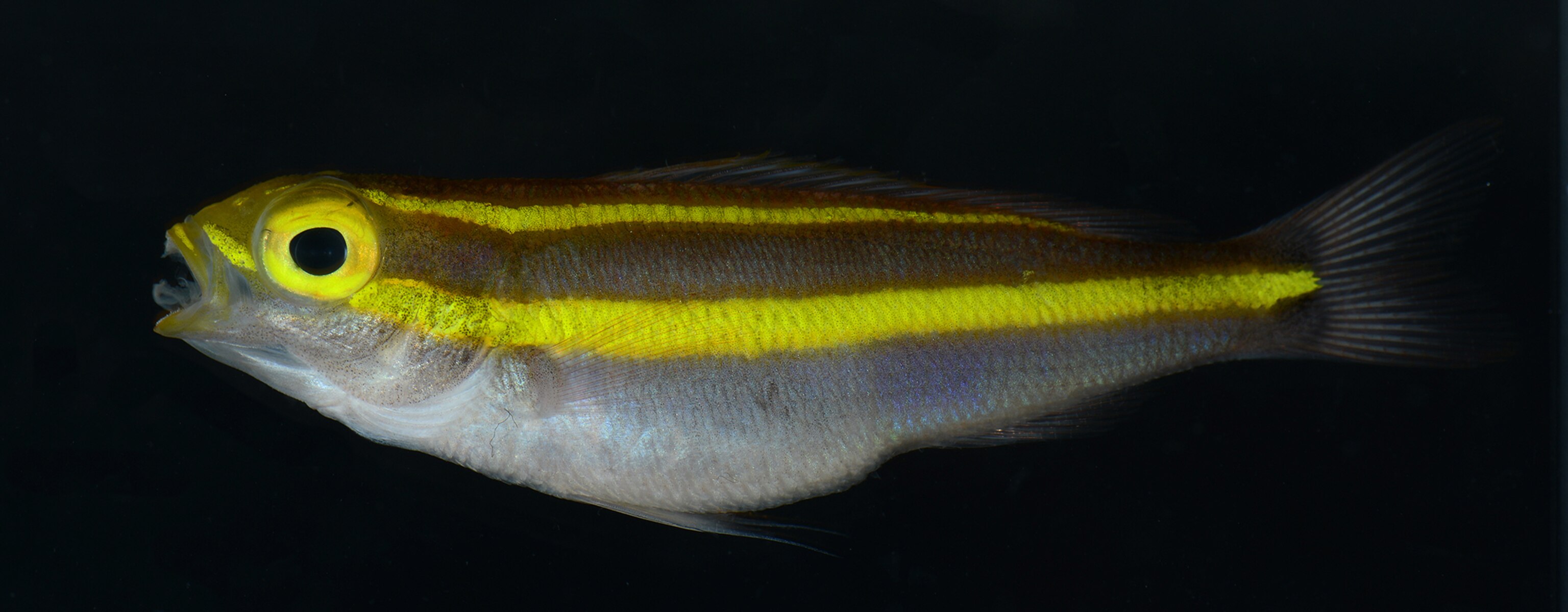 Pictures Fish Light Up in Neon Colors