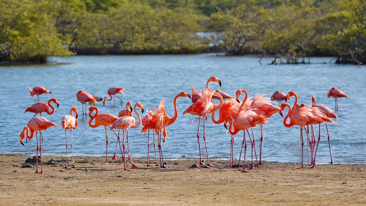 Meet the Caribbean’s rarest animal residents