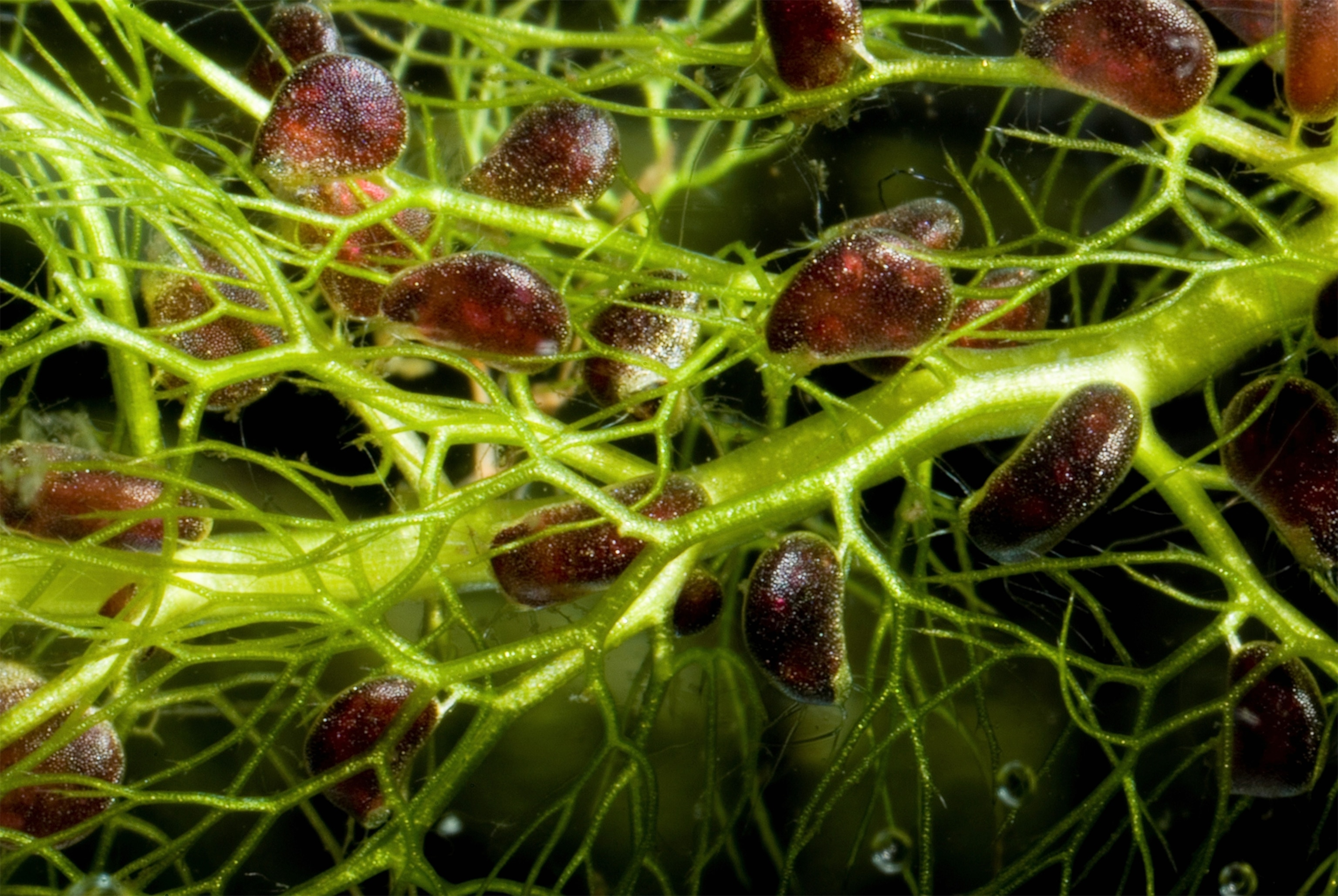 a venus fly trap with prey inside.