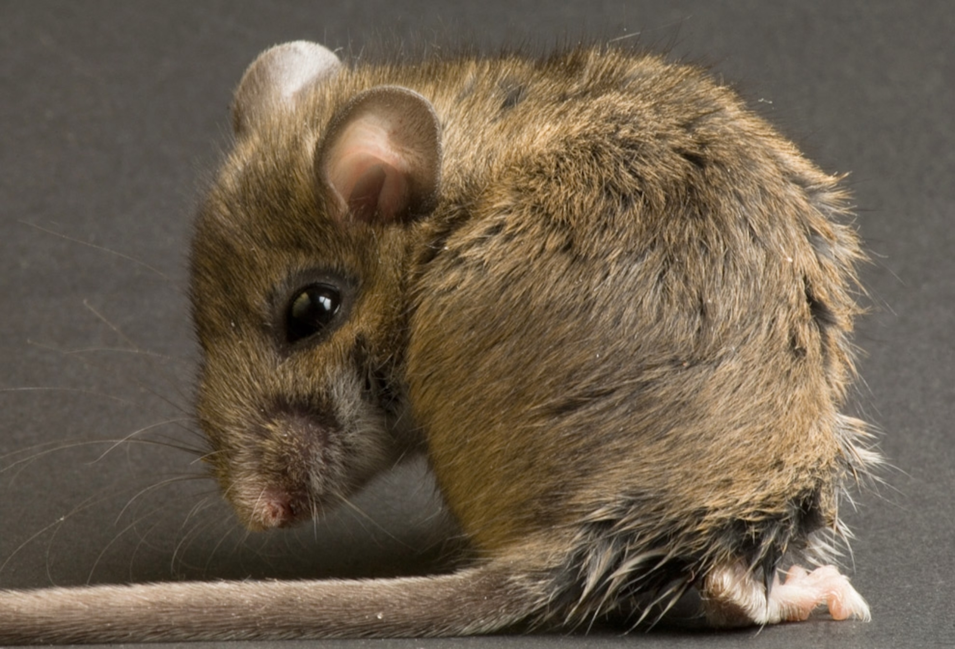 A field mouse.