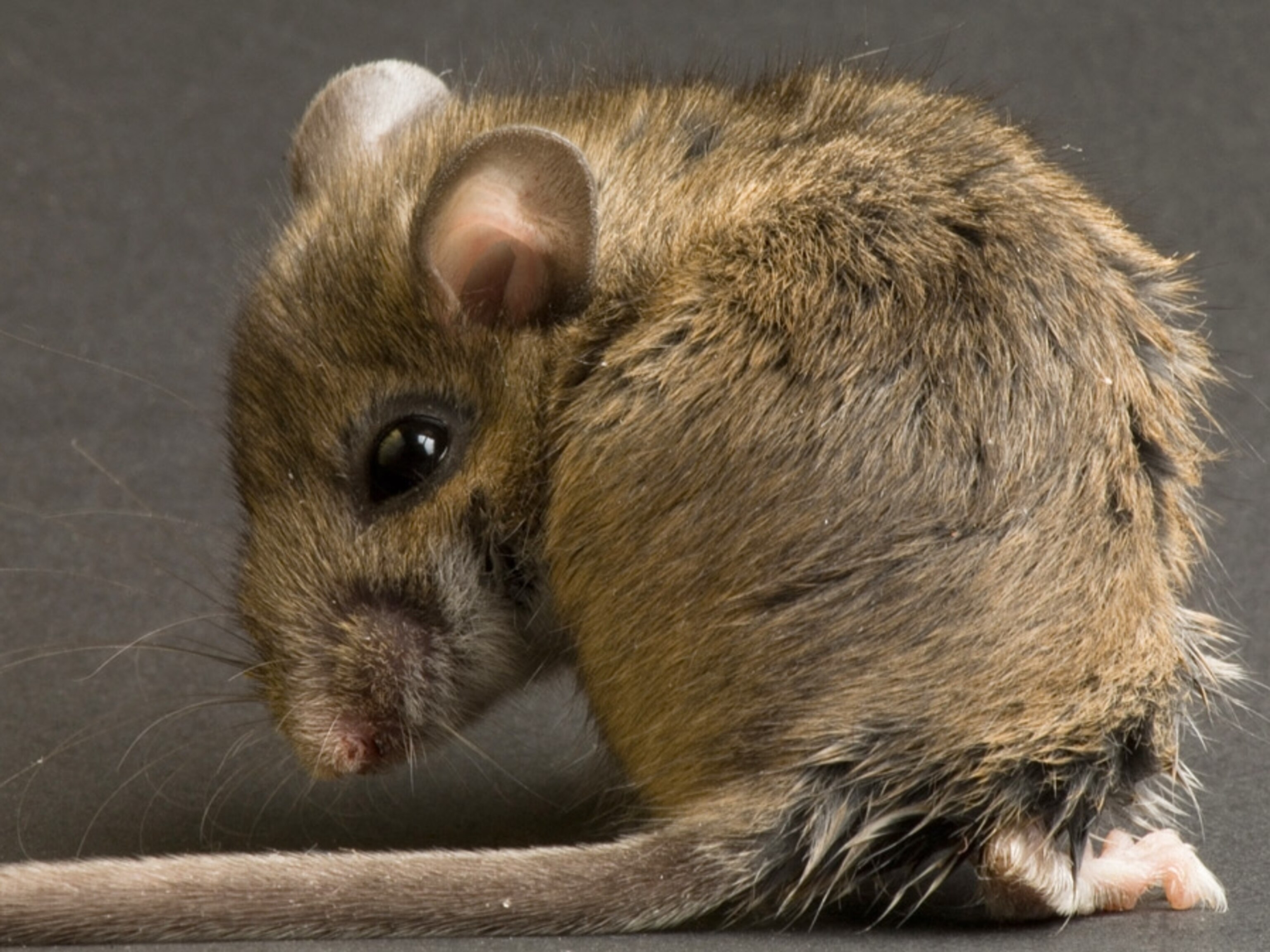 Bigger Testes Can Offer a Competitive Edge