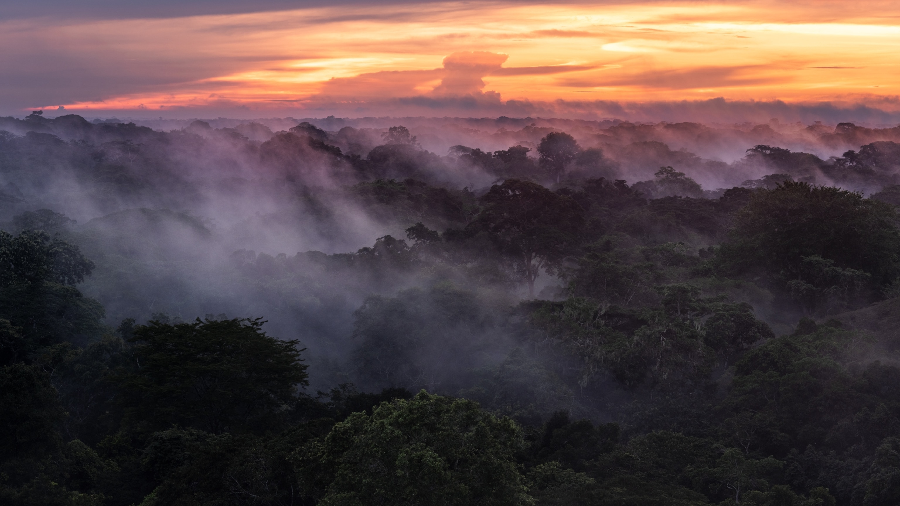 How the Congo became the world’s most critical rainforest