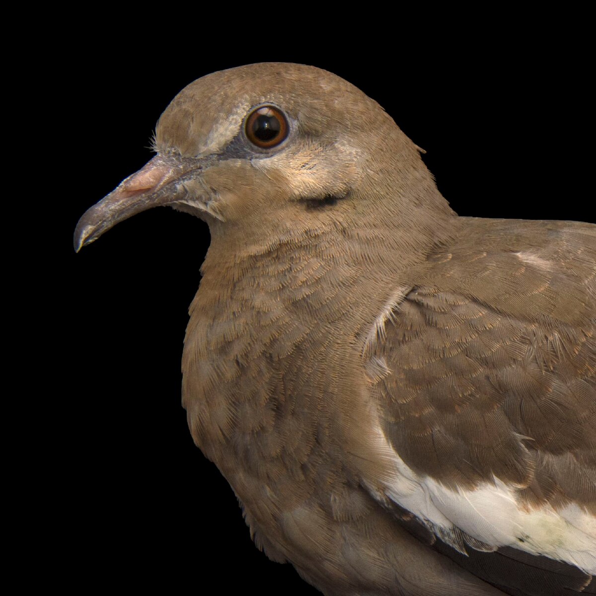 WhiteWinged Dove National Geographic