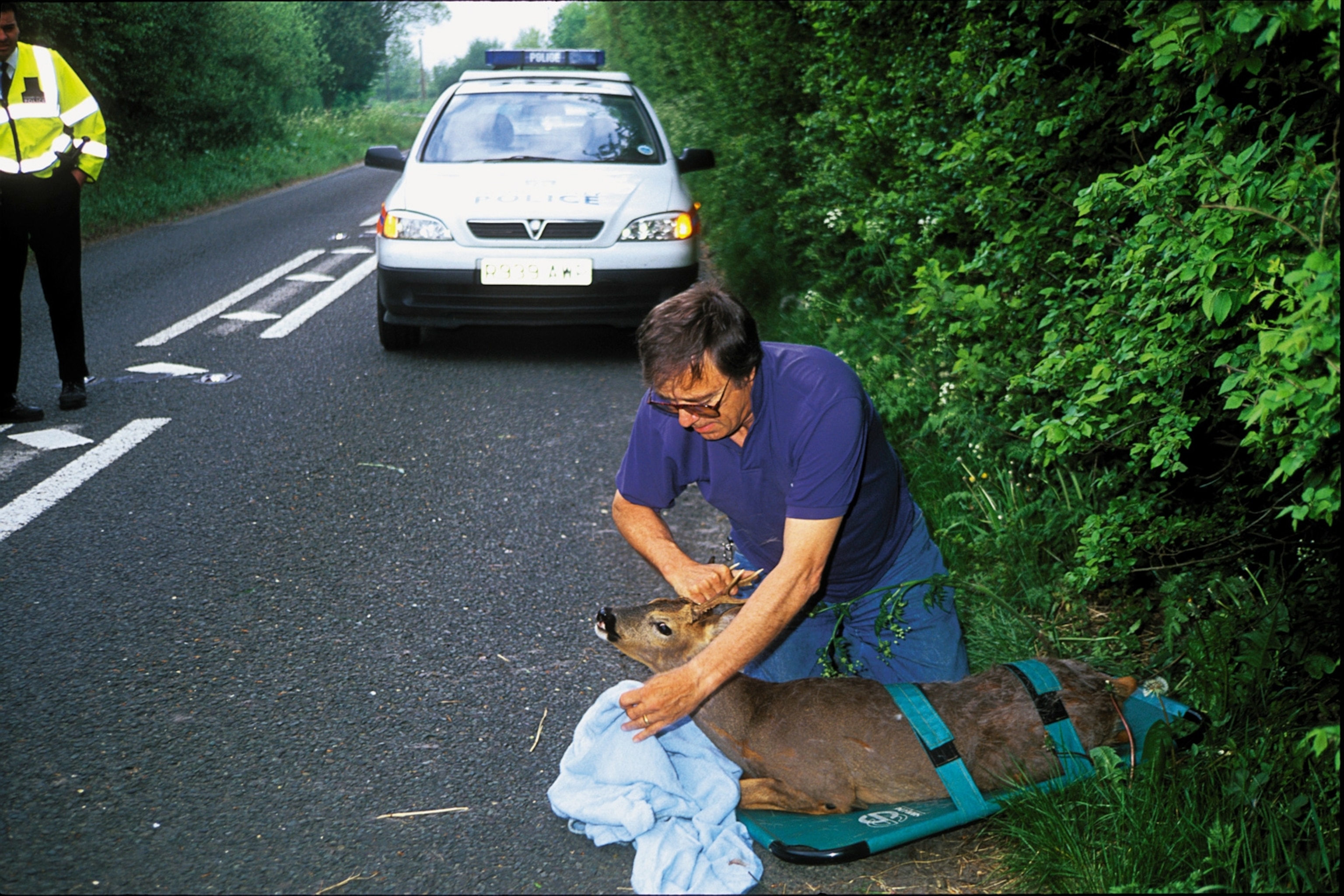 Stocker putting a roe buck on a stretcher