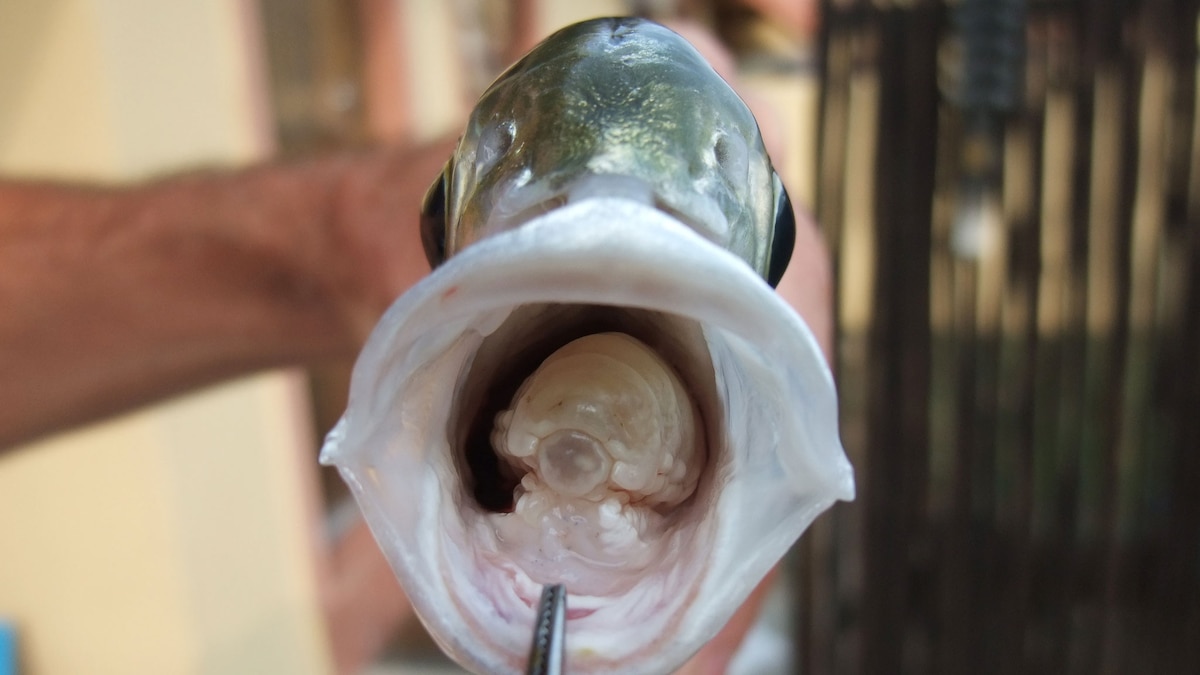 Isopod Got Your Tongue? Naturally Tongueless Animals