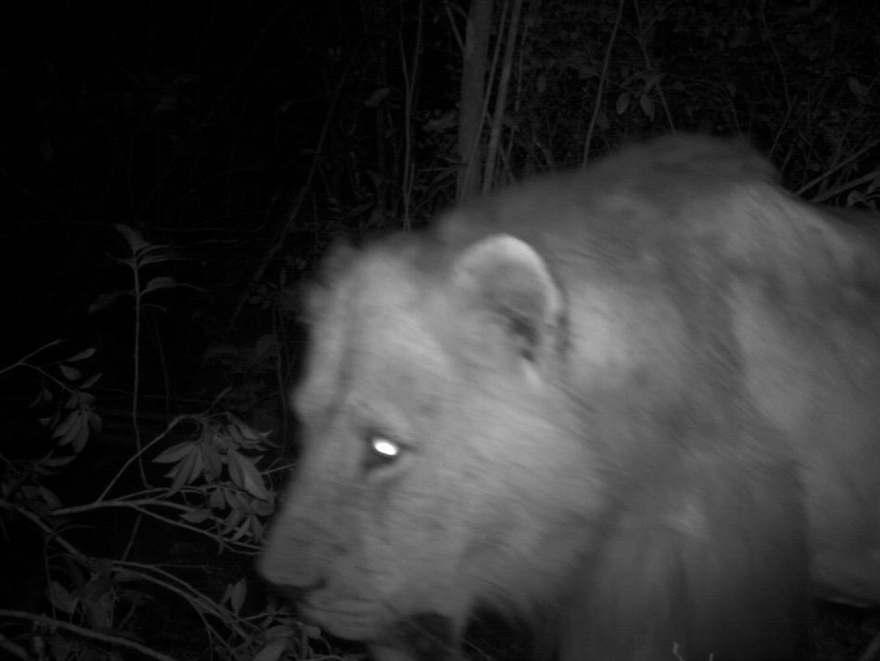 an African lion caught in a camera trap in Kenya