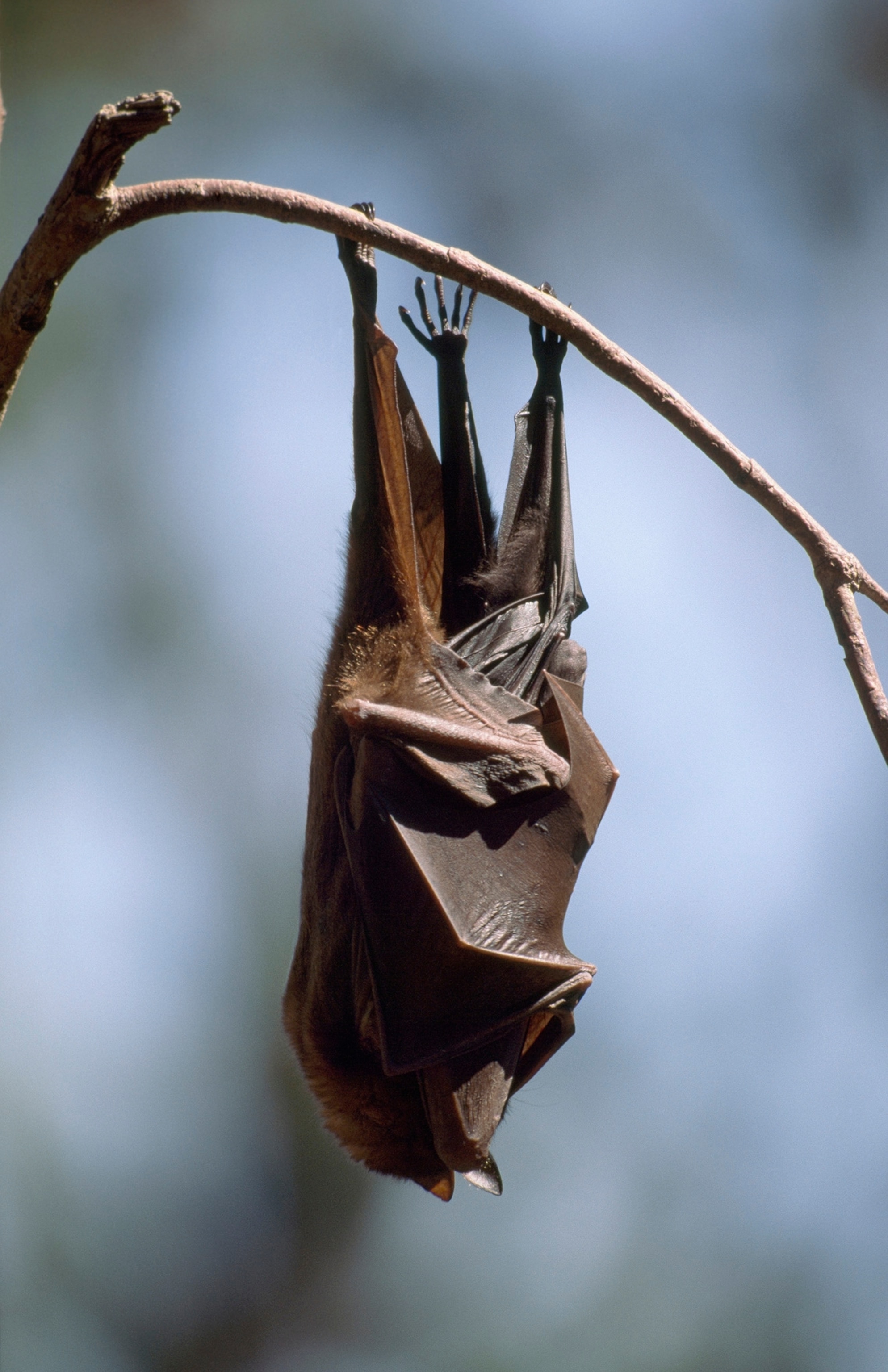 A flying fox hangs in a tree with an infant sheltered under its wings.