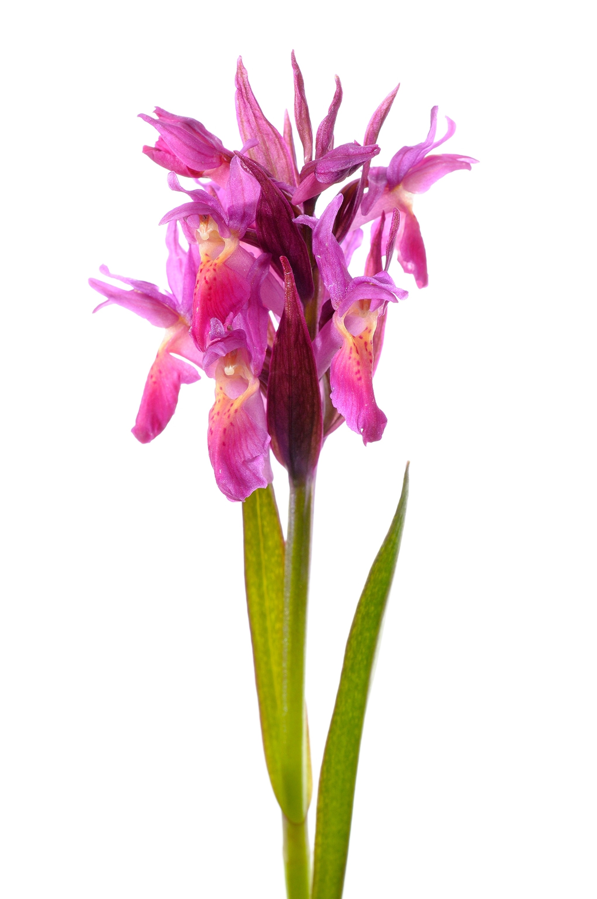 dactylorhiza sambucina