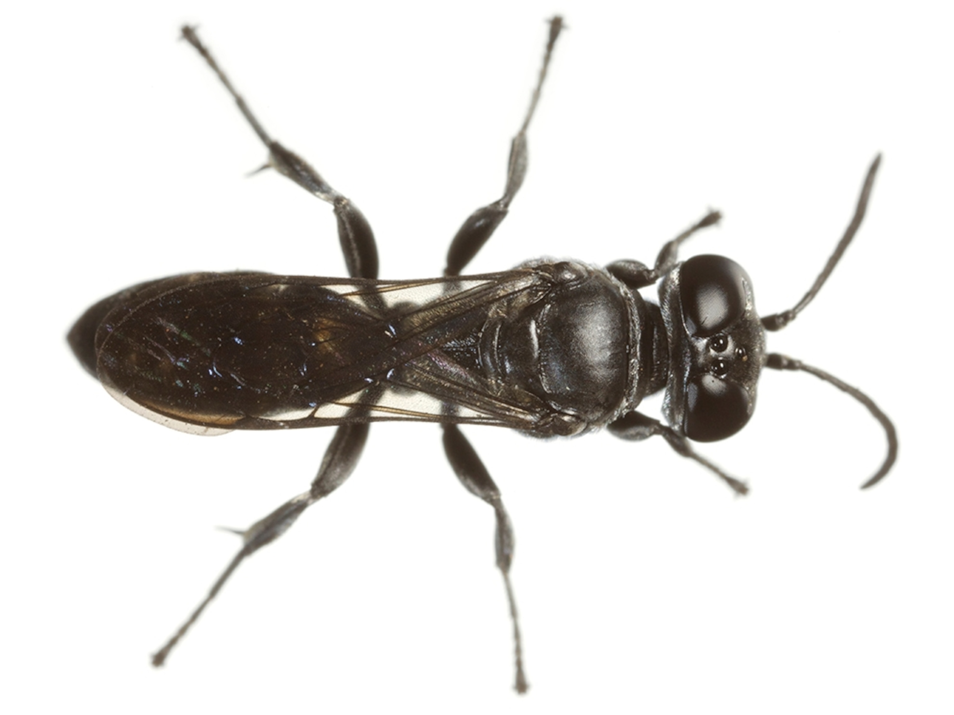 Common Name: Digger wasp, Scientific Name: Pison irridipennis, Magnification: 2.5x,