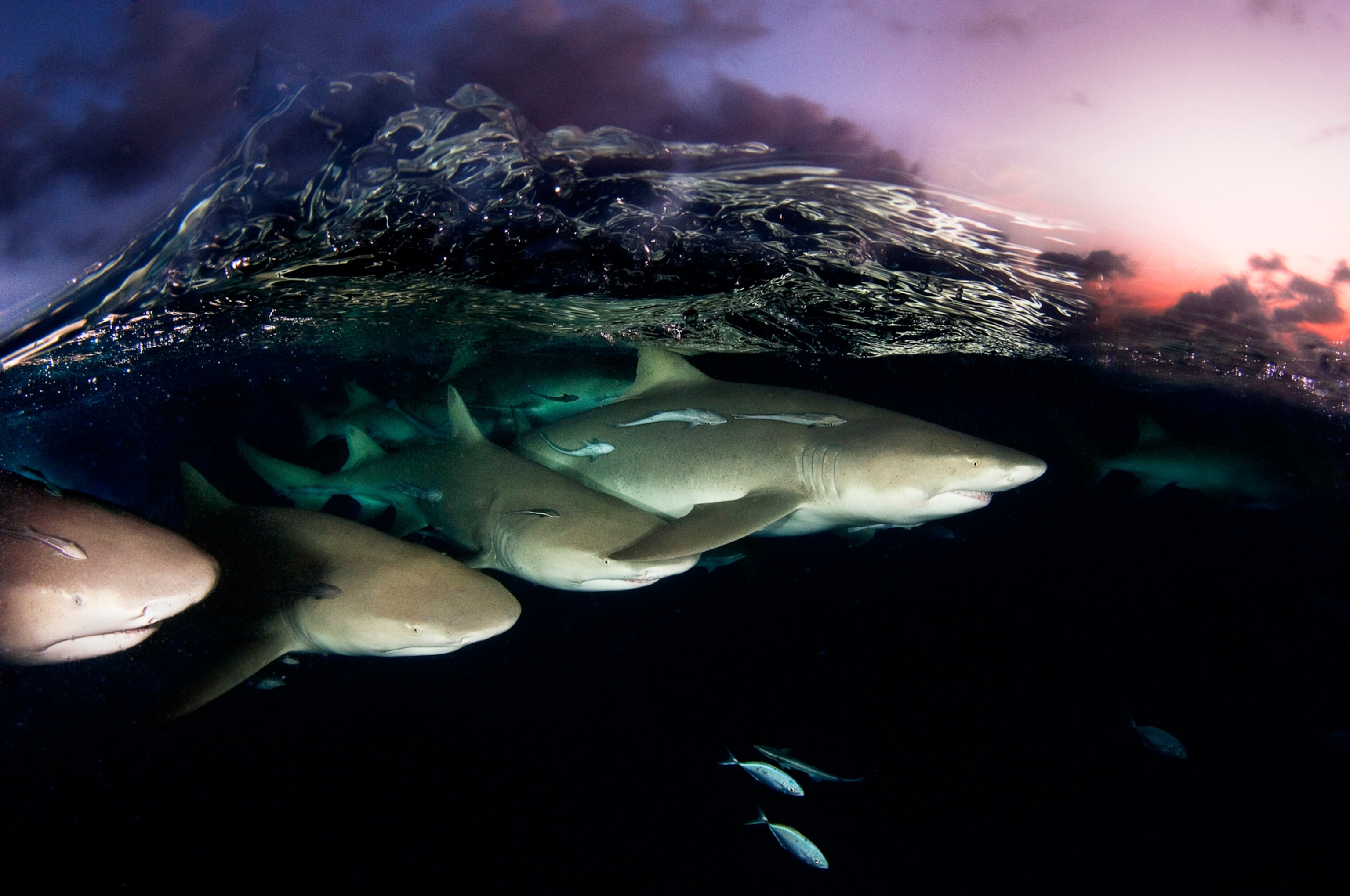 lemon sharks