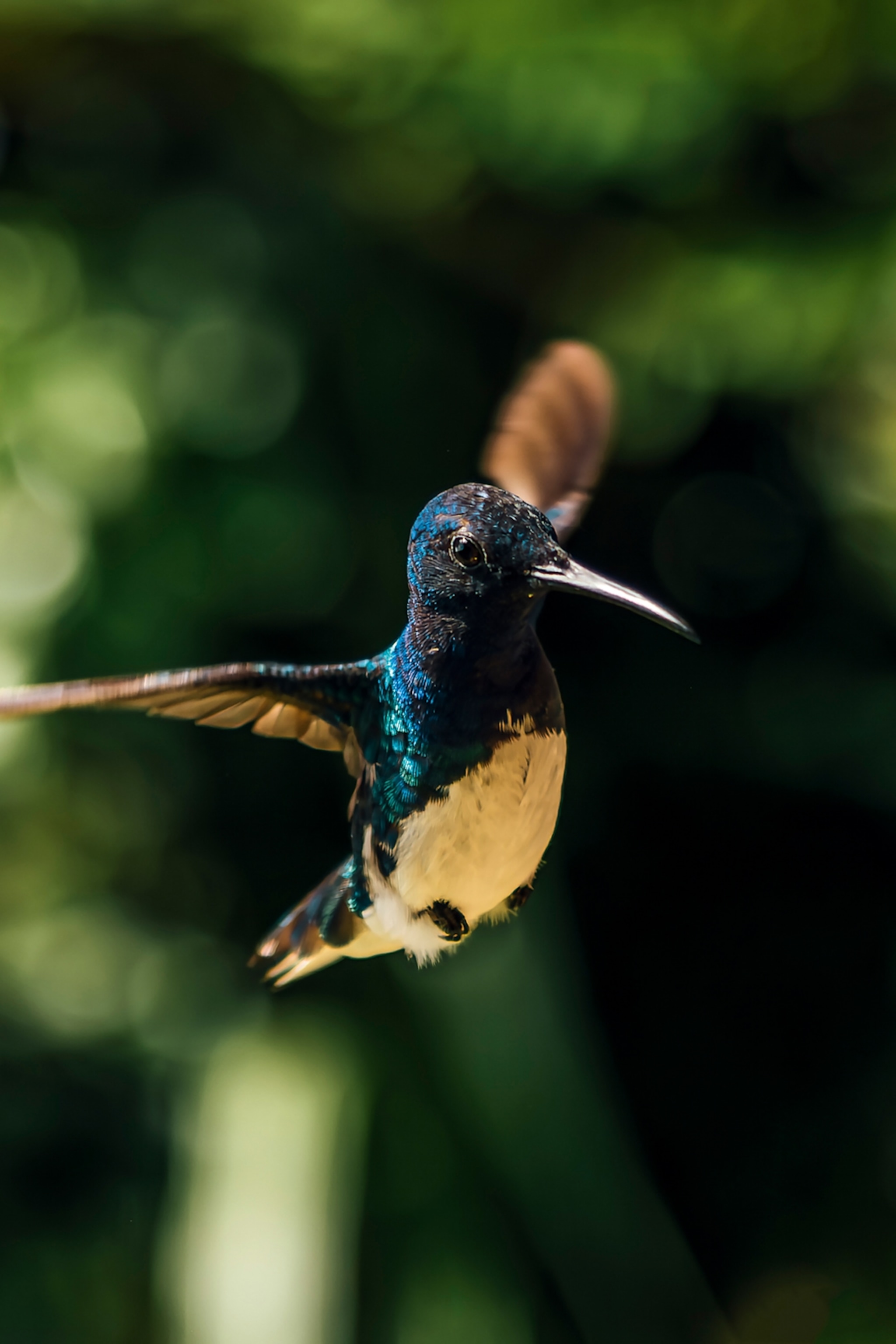 A hummingbird caught mid-flight, seemingly hovering in the air.