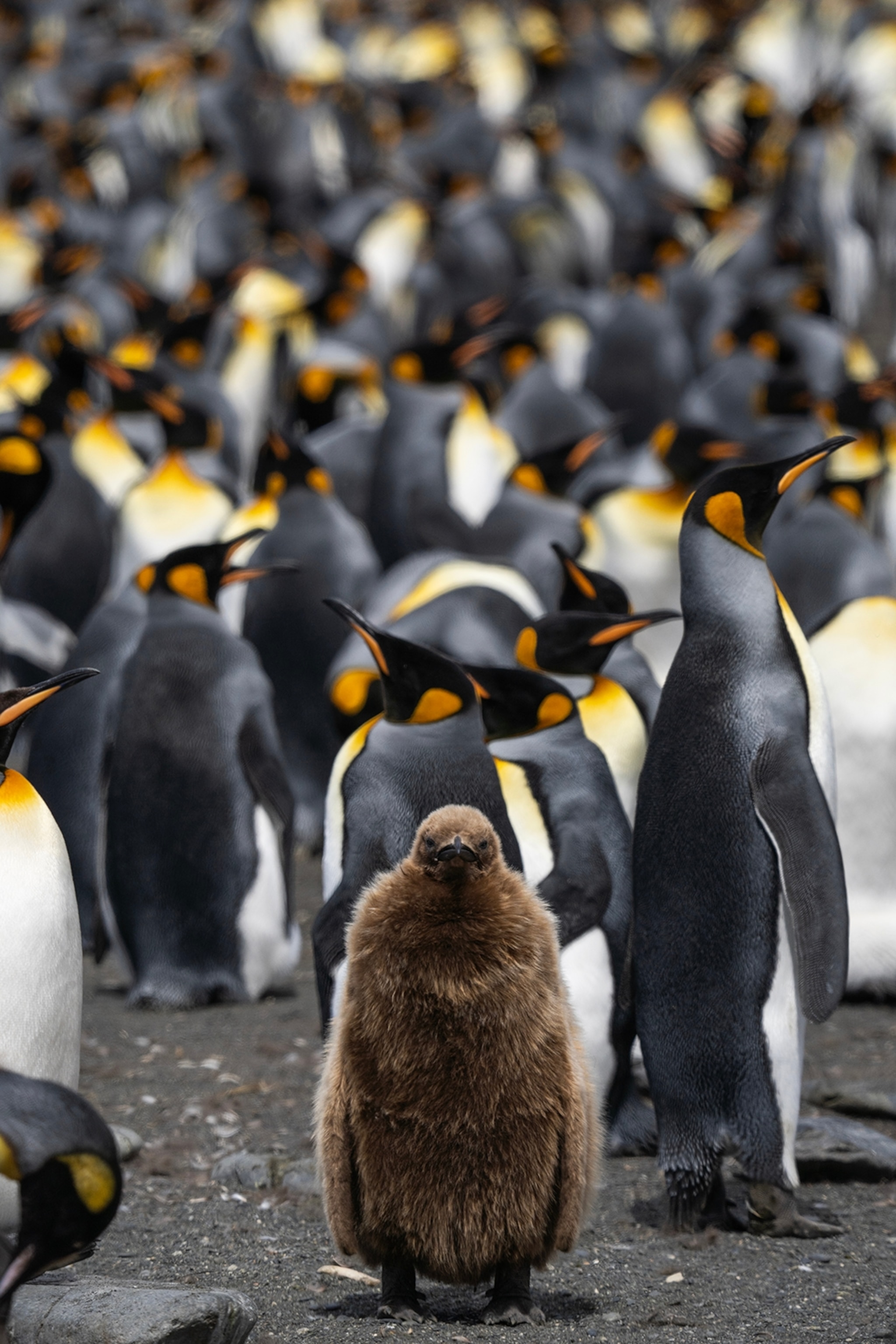 A flock of penguins with one young, brown penguin in the middle looking at the camera.