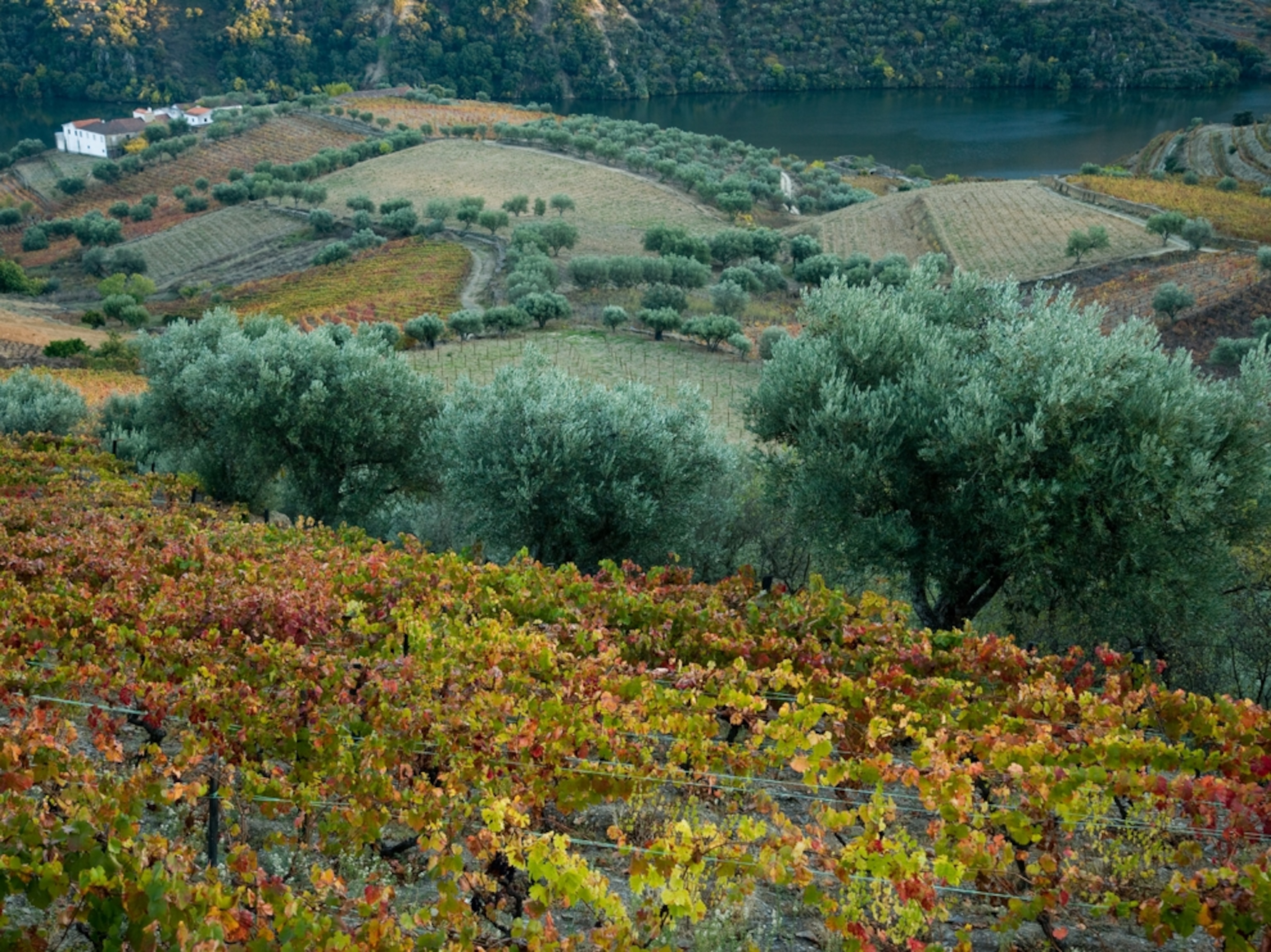 Vineyards in Douro Valley, Portugal