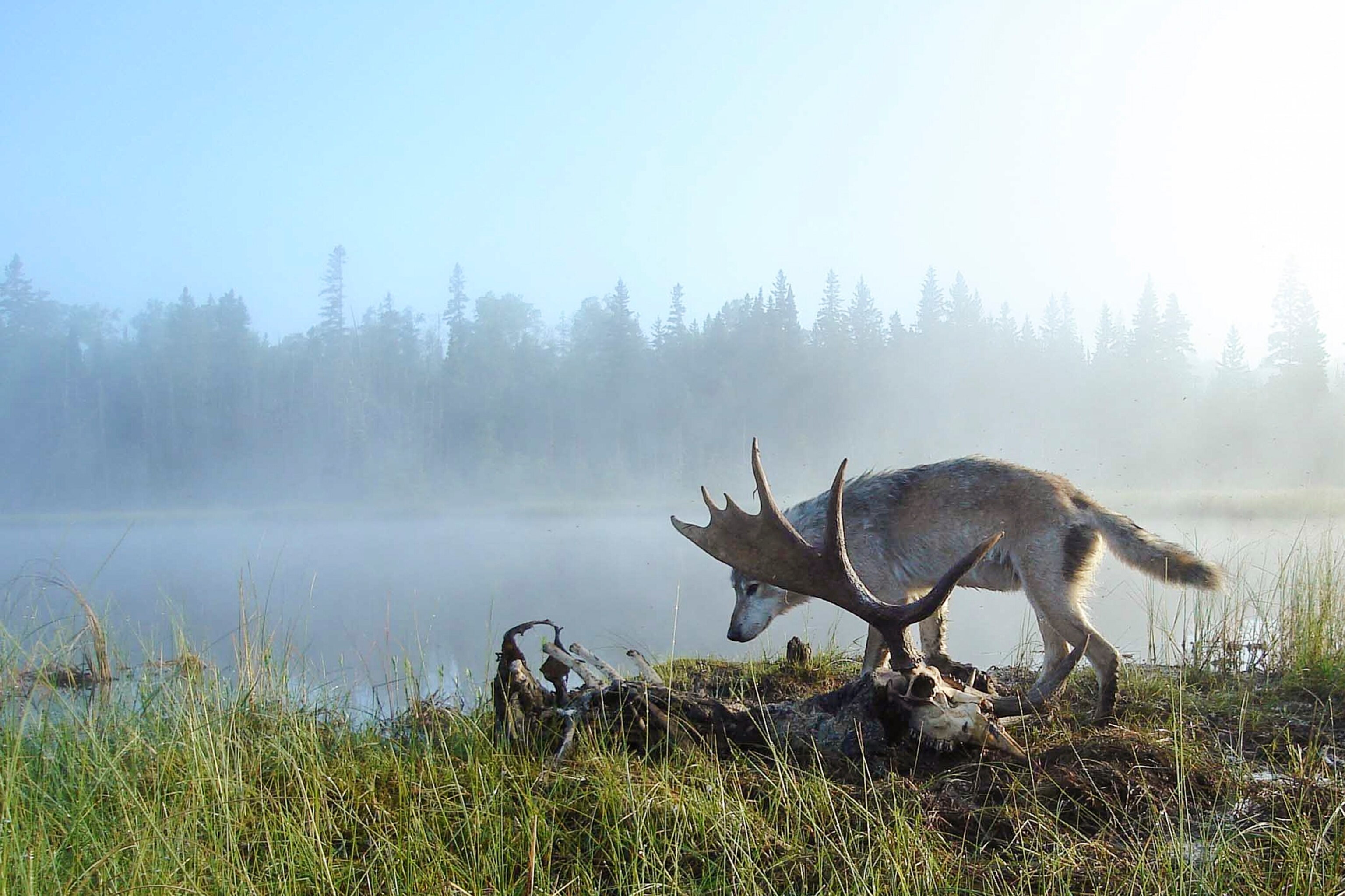 Should We Save the Wolves of Isle Royale?