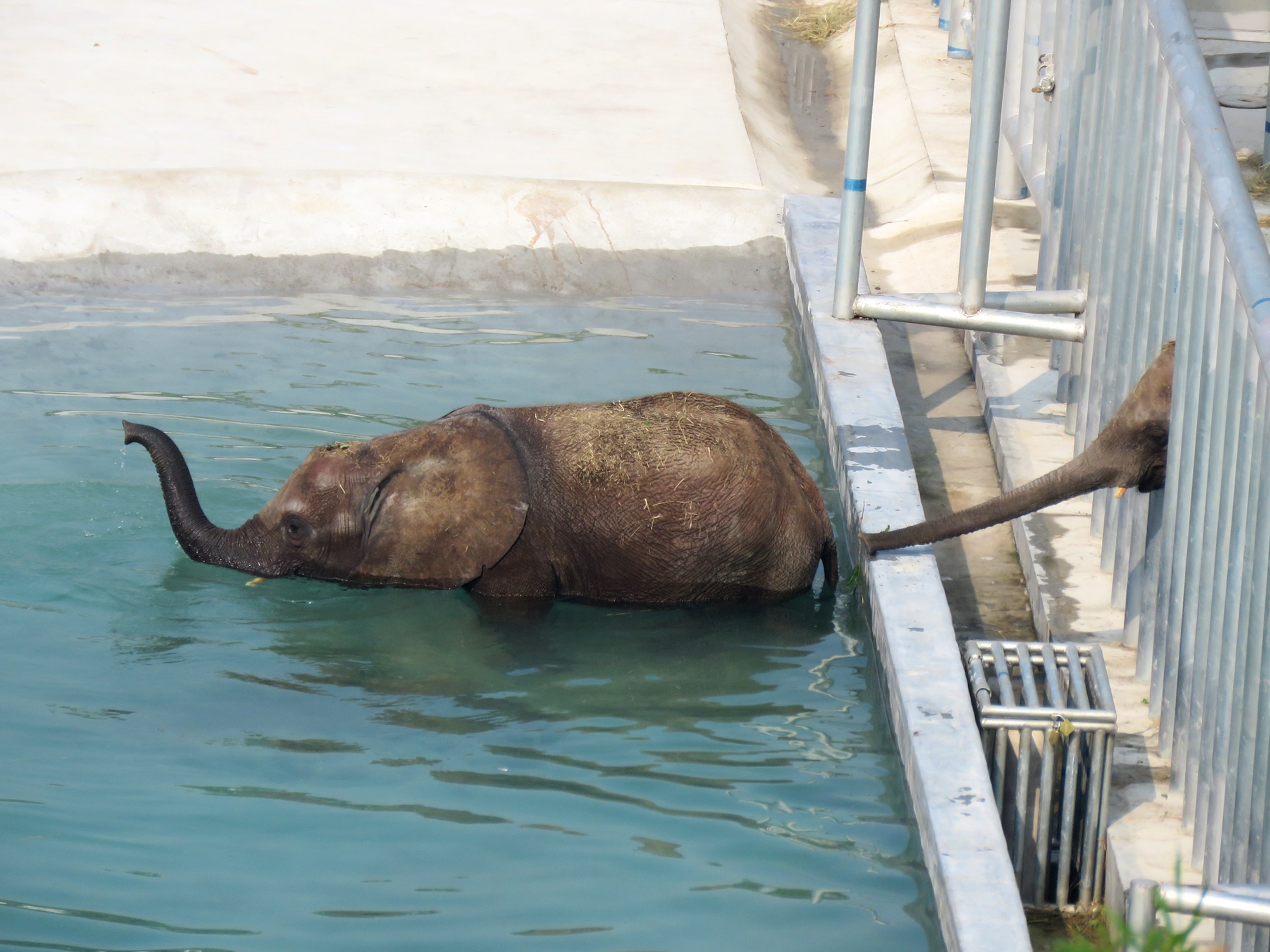 elephant calf in water