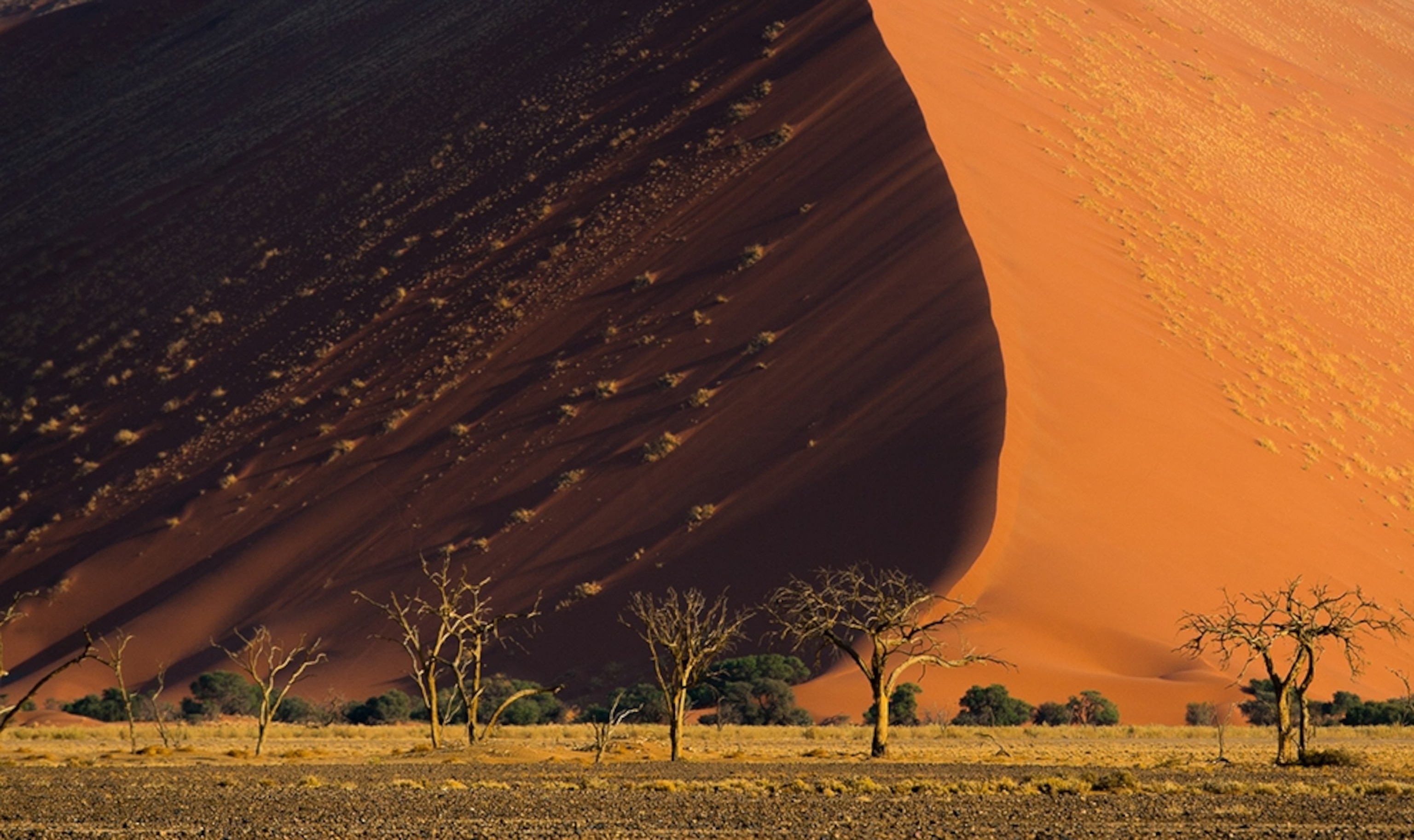 sand dunes and trees during sunrise in Namibia