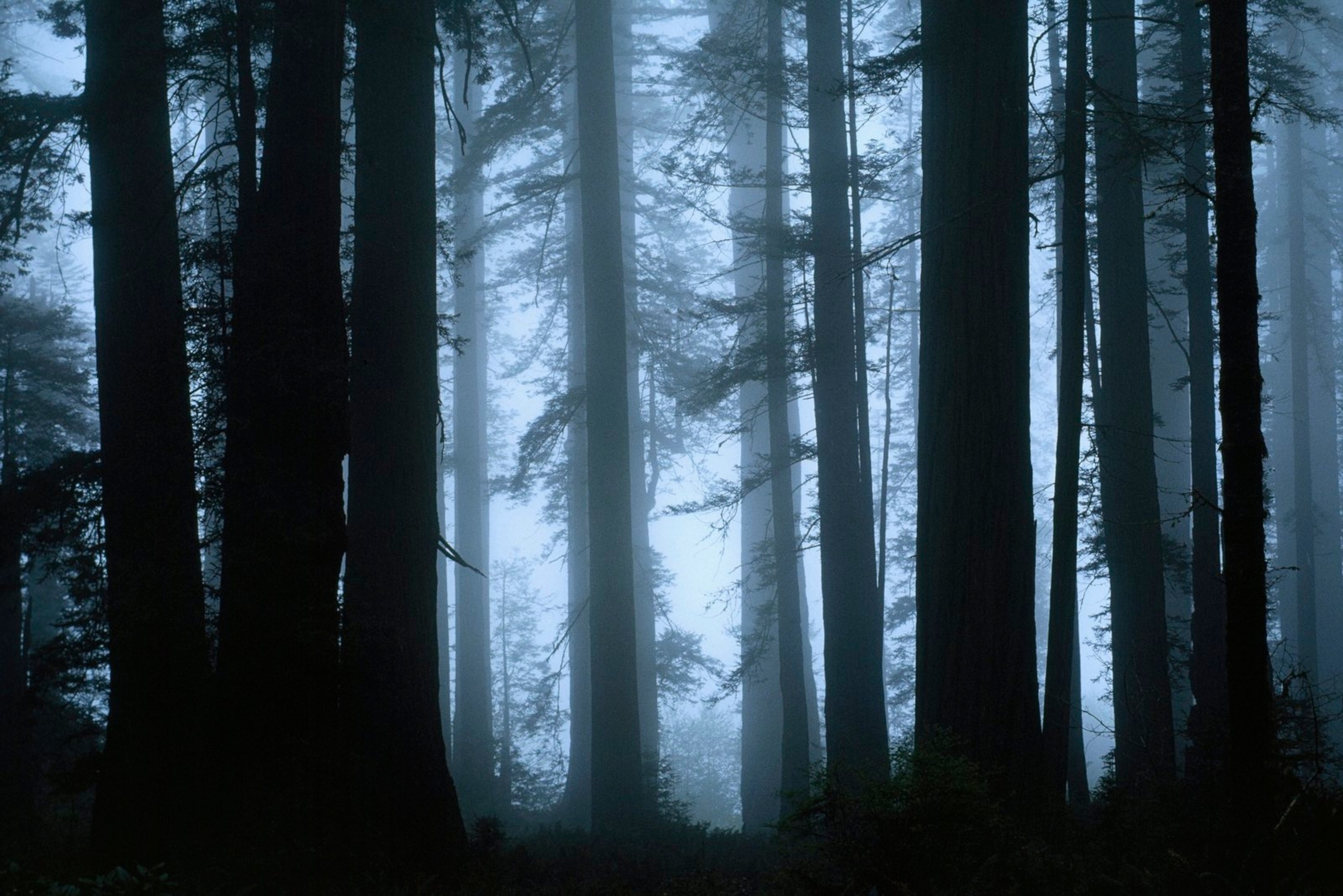 The trunks of a crowd of giant redwoods shrouded in mist.