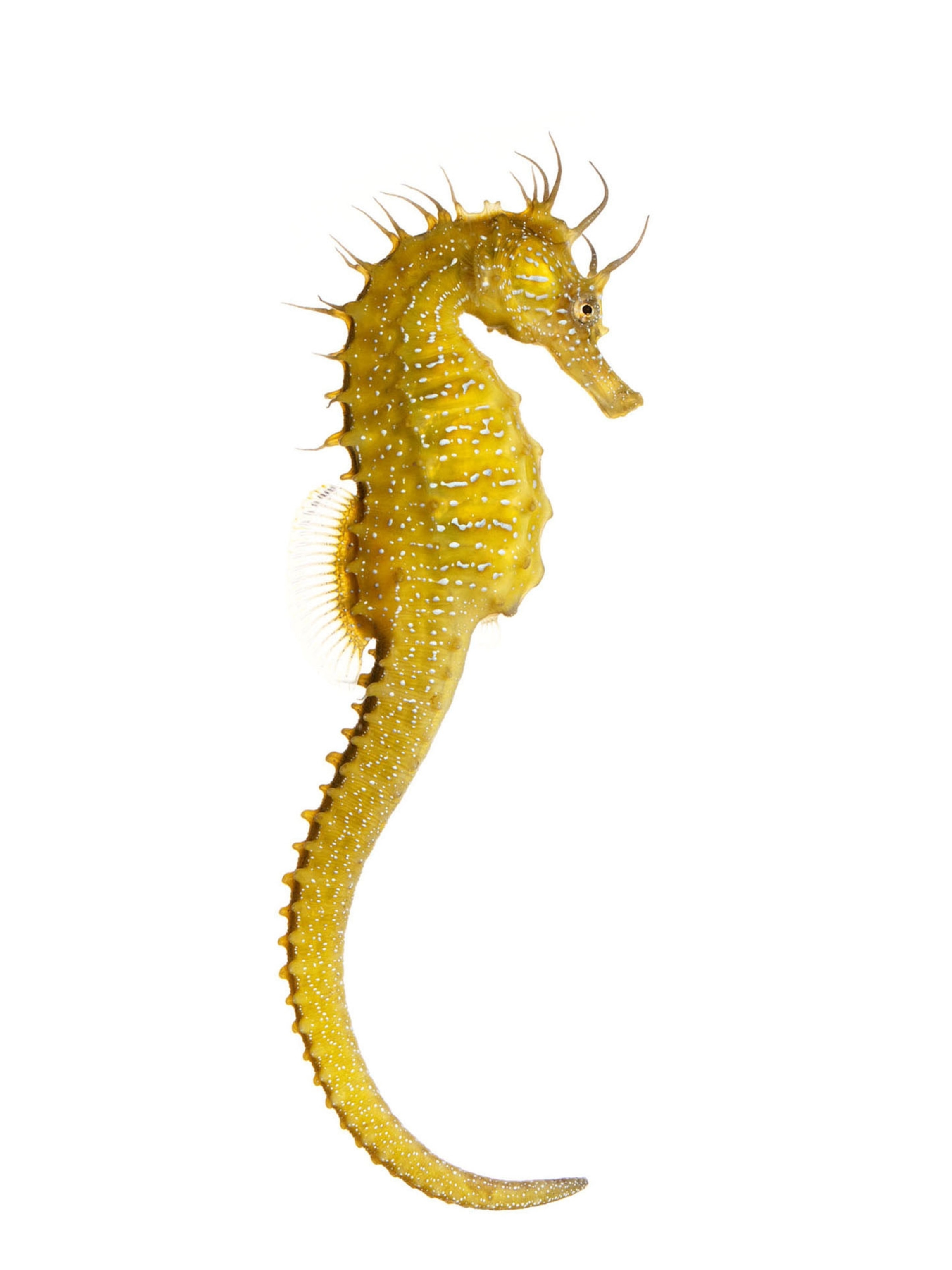The weird, wondrous world of seahorses (4) The weird, wondrous world of seahorses (4)