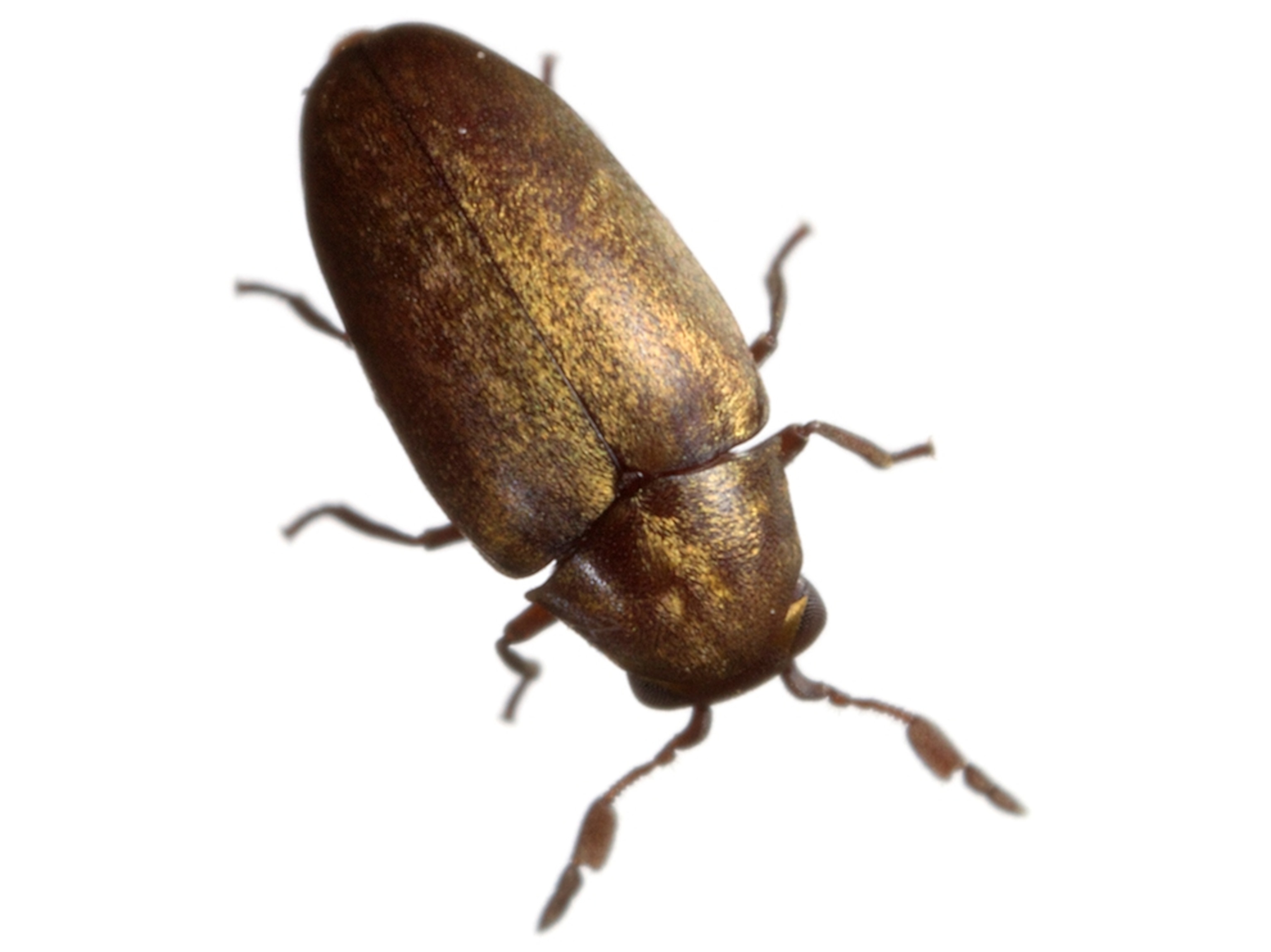 Common Name: Queensland Pine Borer, Scientific Name: Calymmaderus incisus, Magnification: 5x,