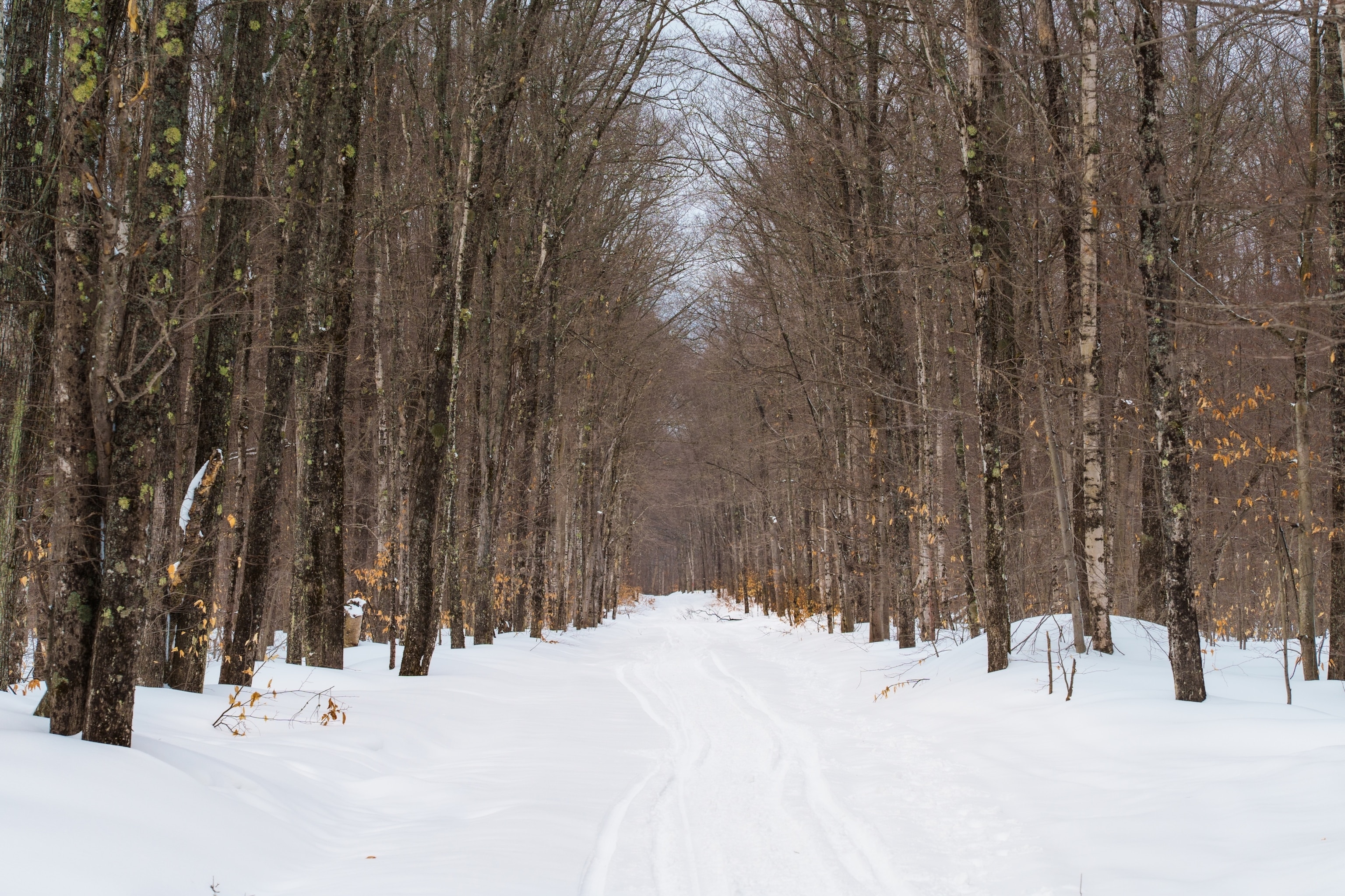 Winter in Michigan