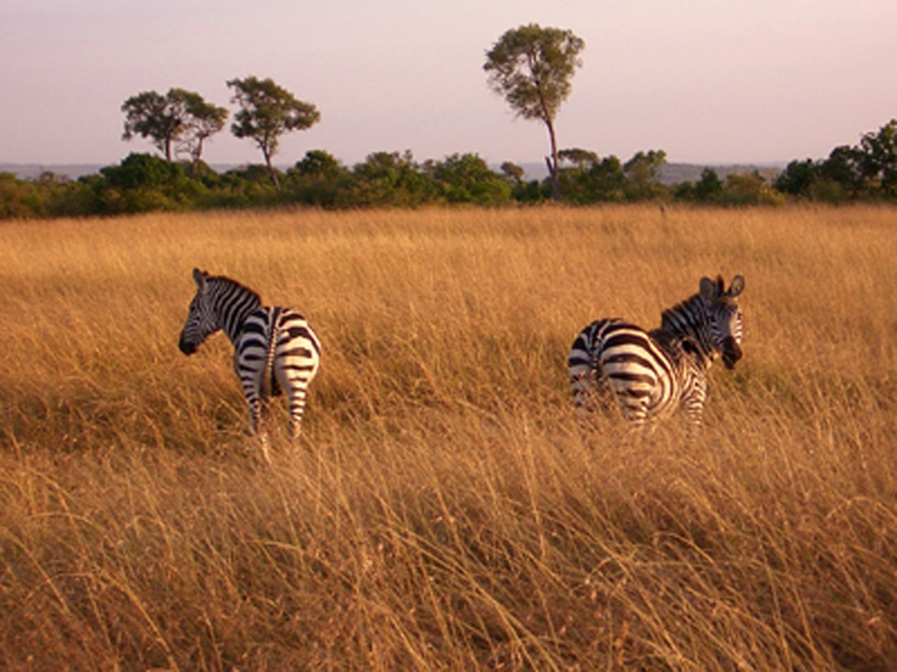 Kenya zebras grazing