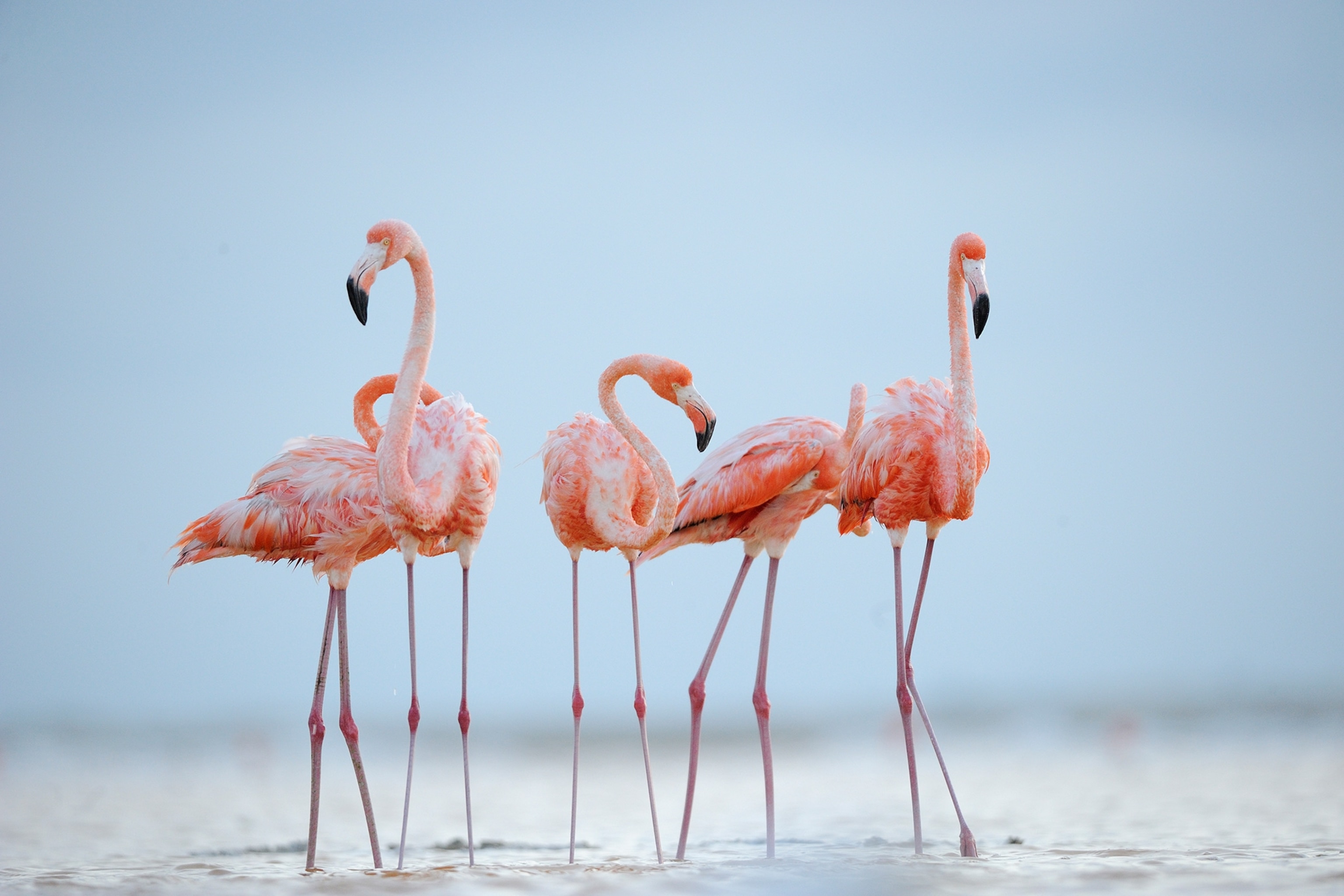 caribbean flamingos