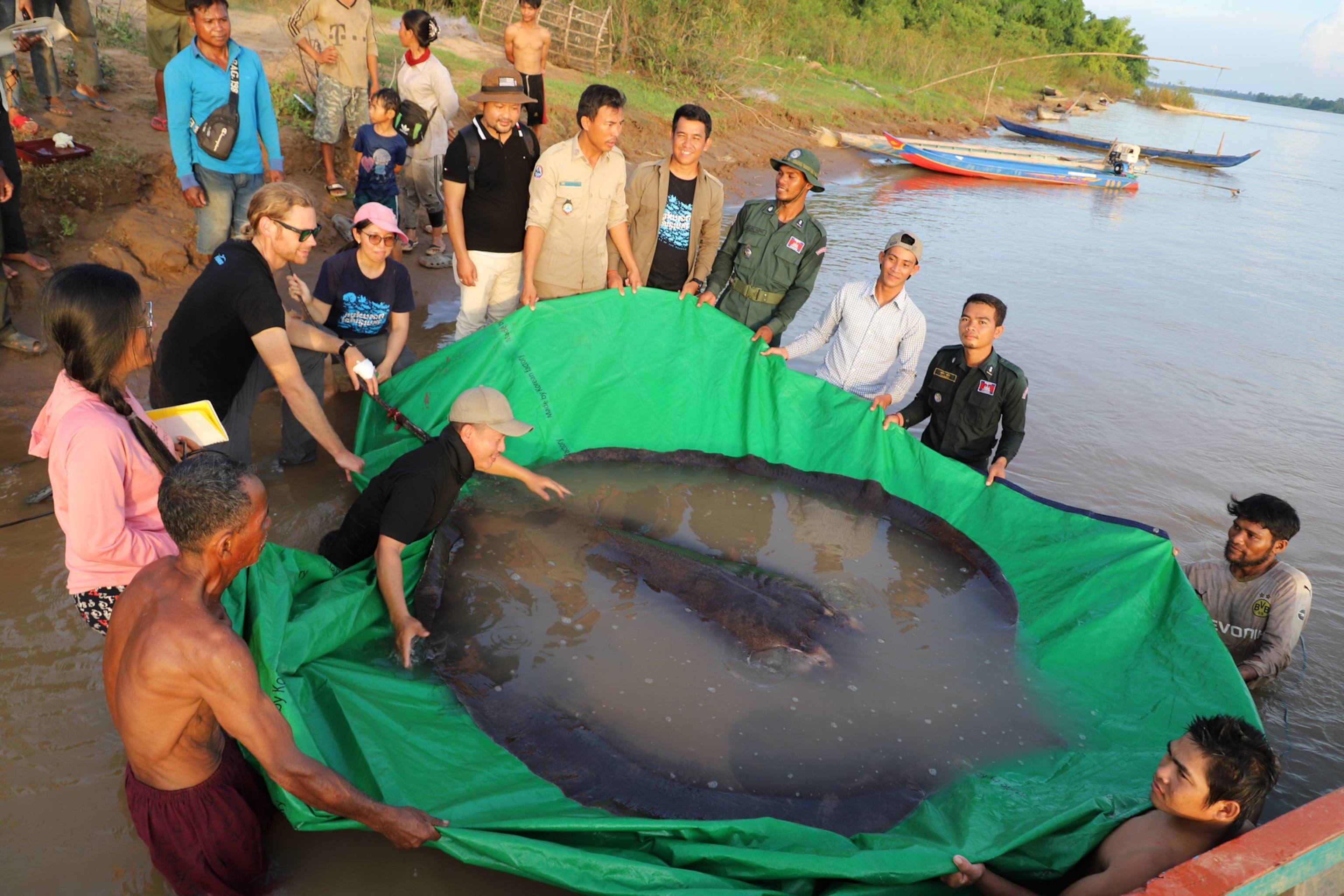 A group of people gather around an enormous stingray secured in a green tarp, positioned near a riverbank