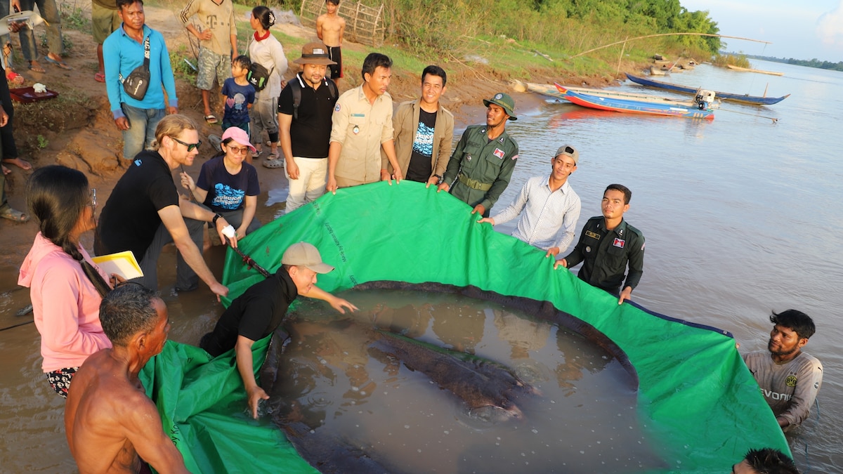 The 24-hour hotline helping save the world’s biggest freshwater fish