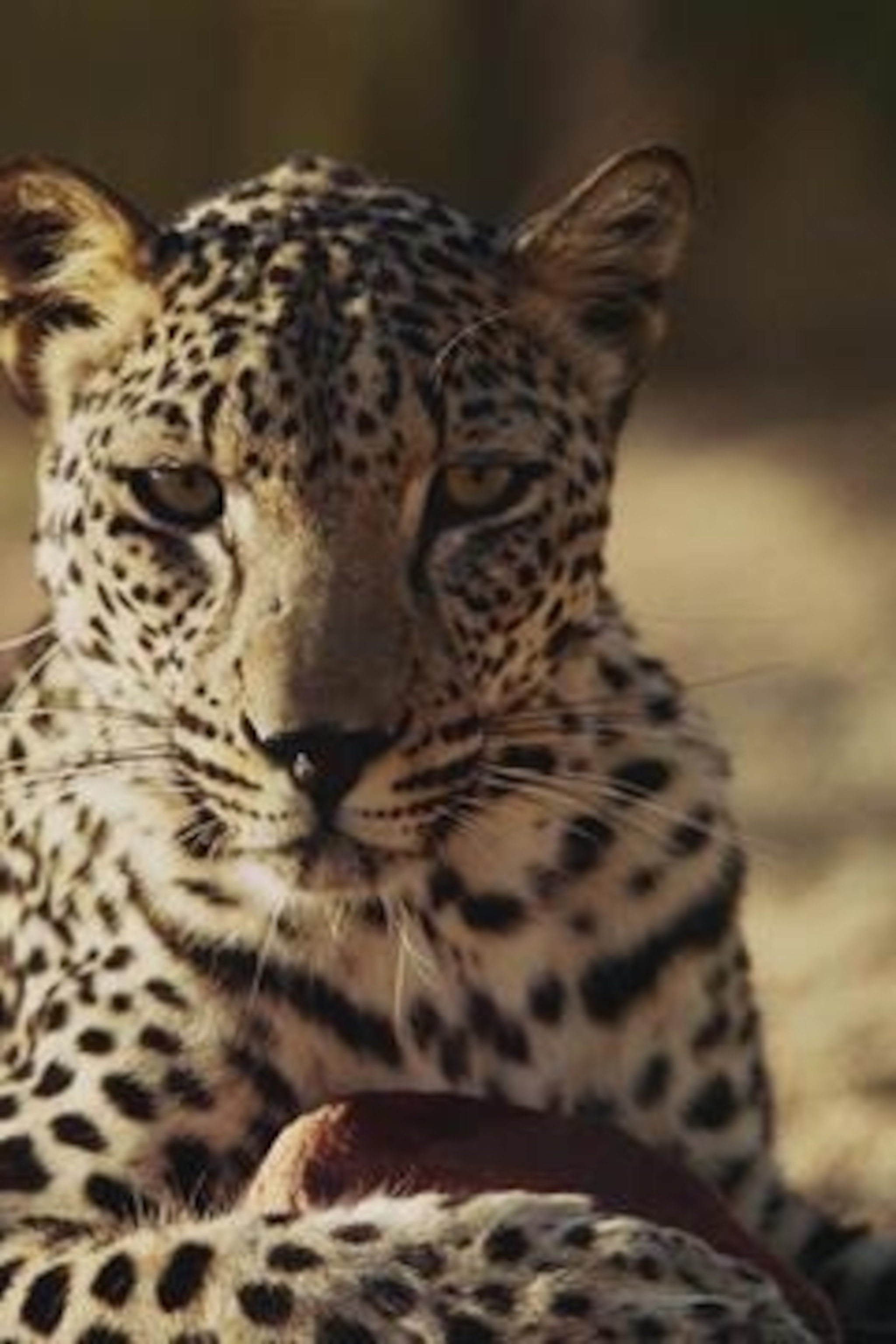 Can we bring a species back from the brink? | National Geographic