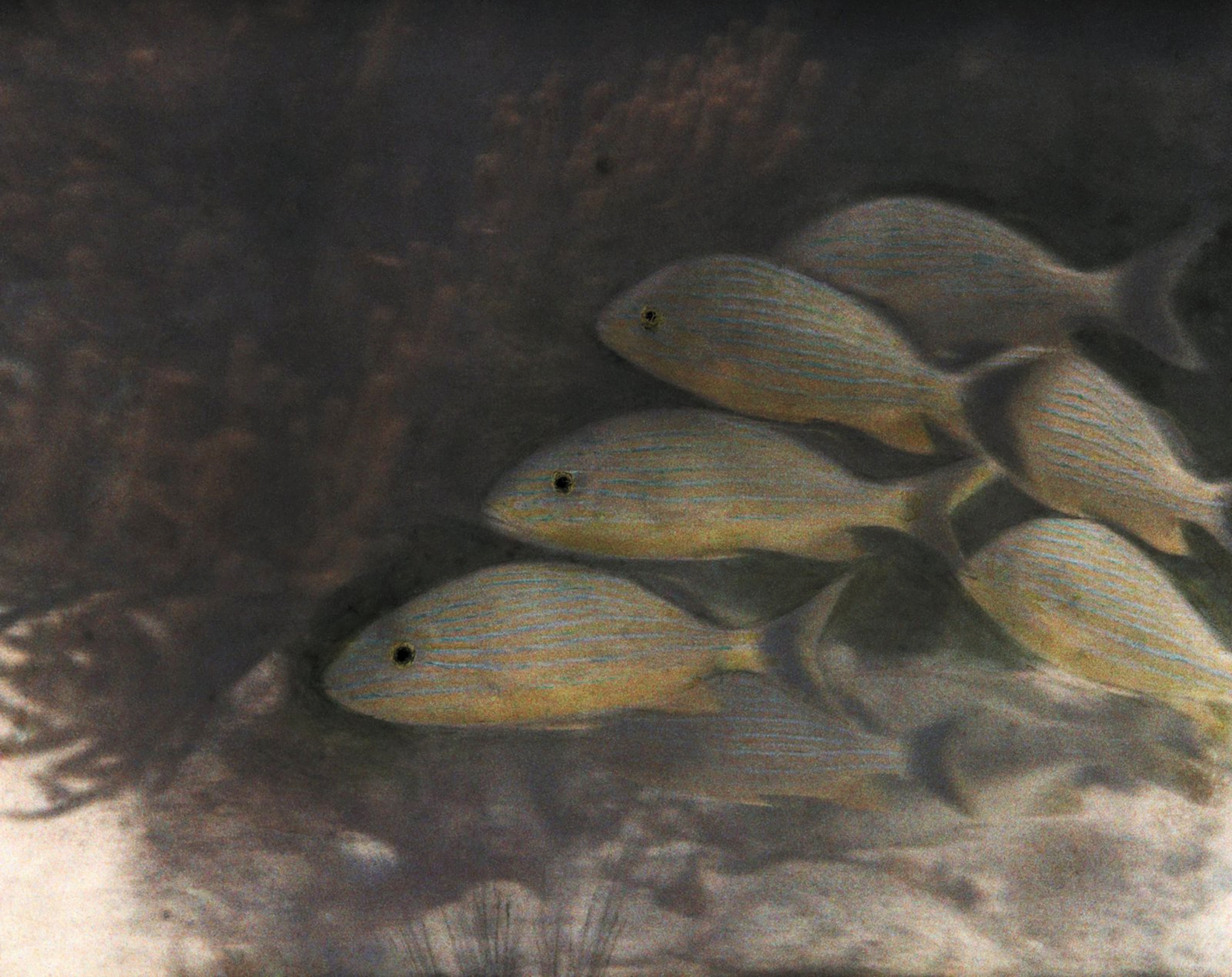 French grunt, Haemulon flavolineatum, fish school among coral.