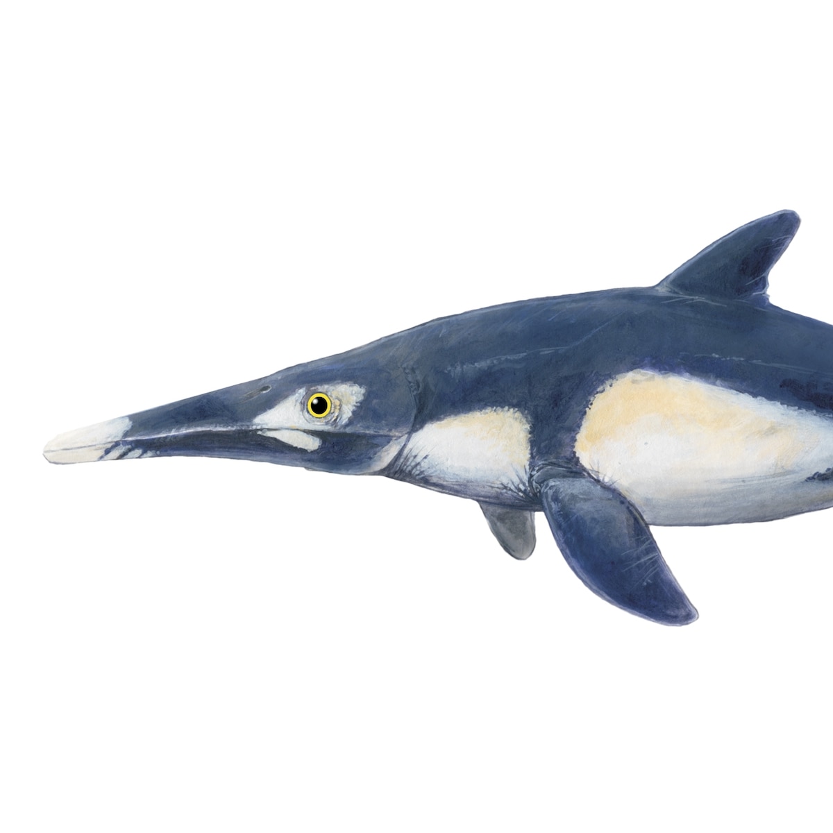 Download Incredible Jurassic ichthyosaur fossil still has skin and blubber