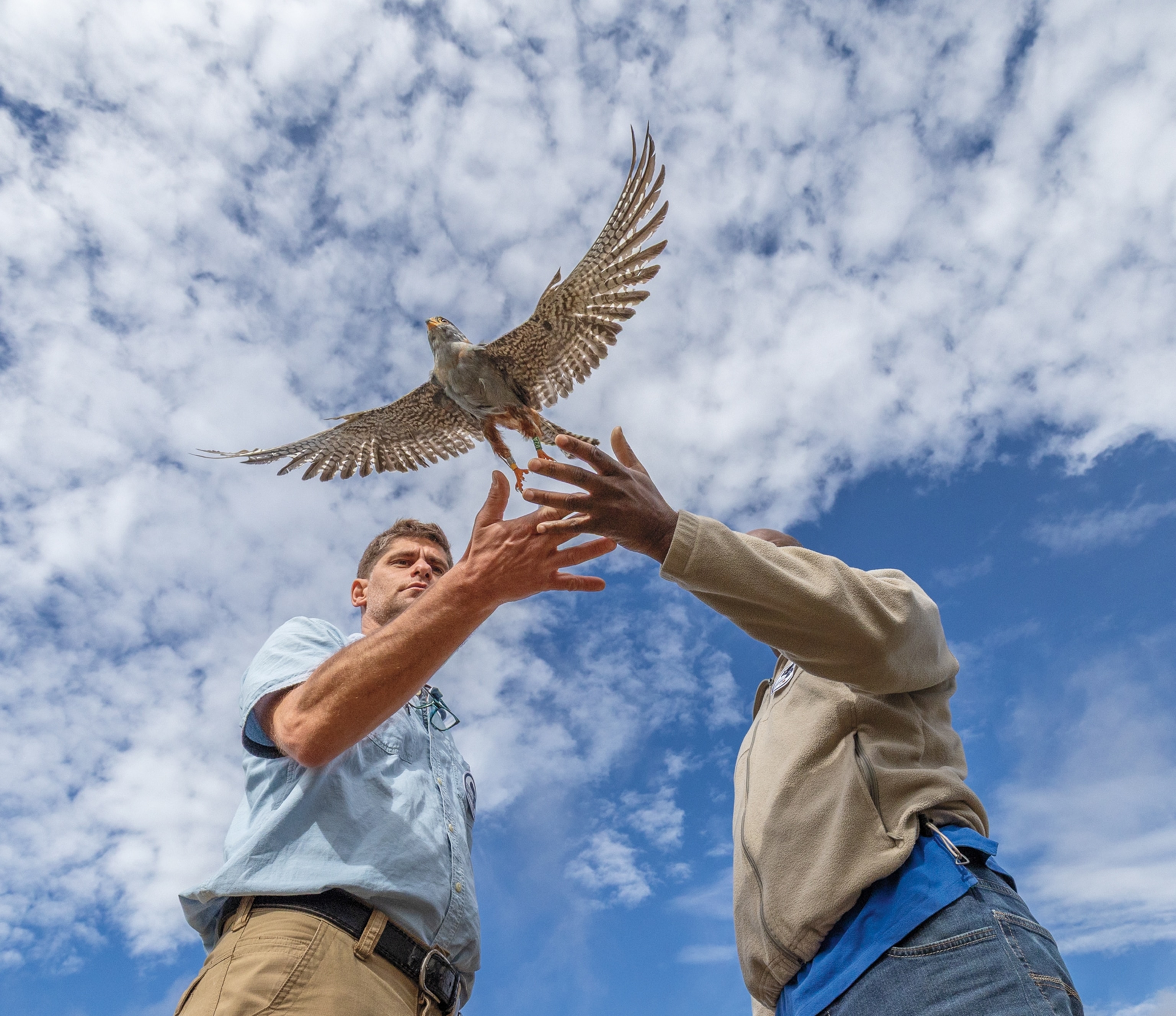 Two men with open hands letting a bird free.