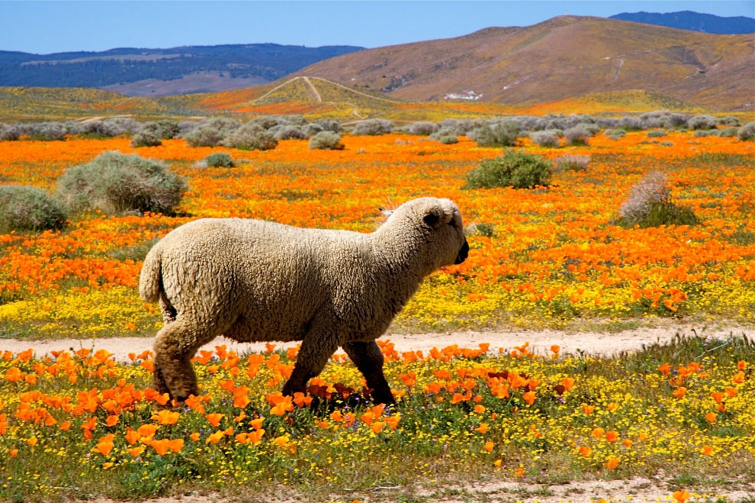 Desert flower blooms in the Mojave Desert