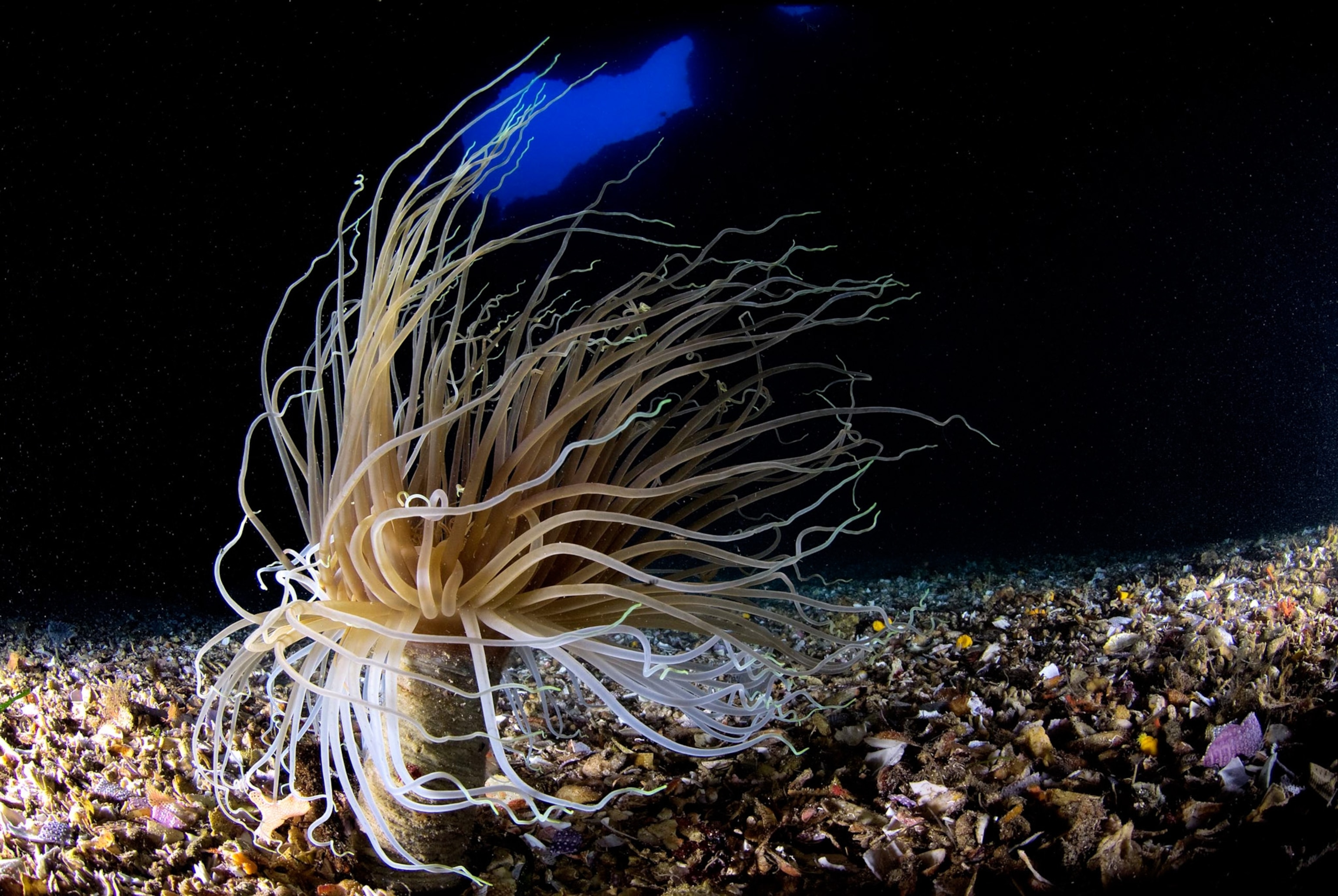 a tube anemone