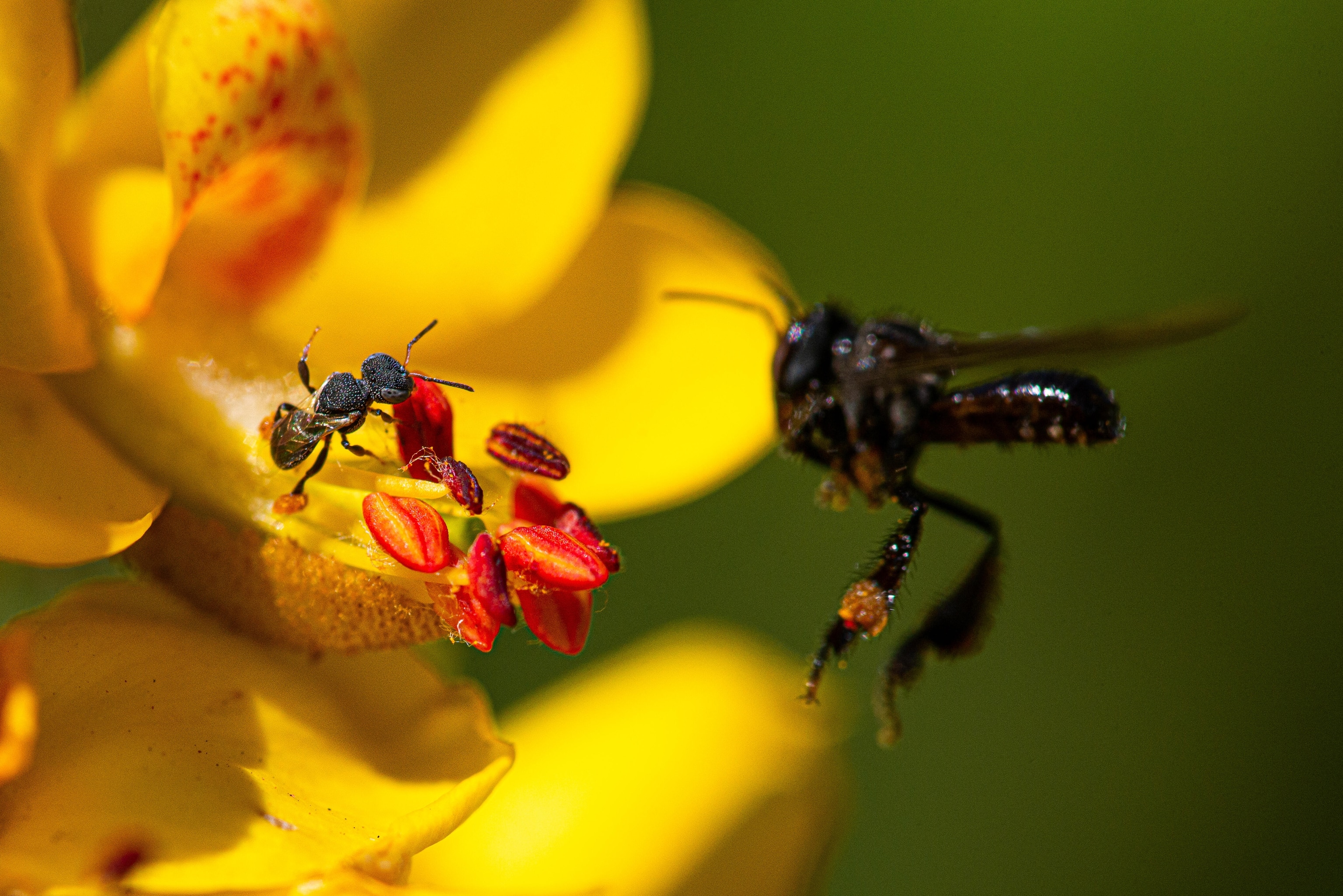 Two bees near a yellow and red flower with pollen.