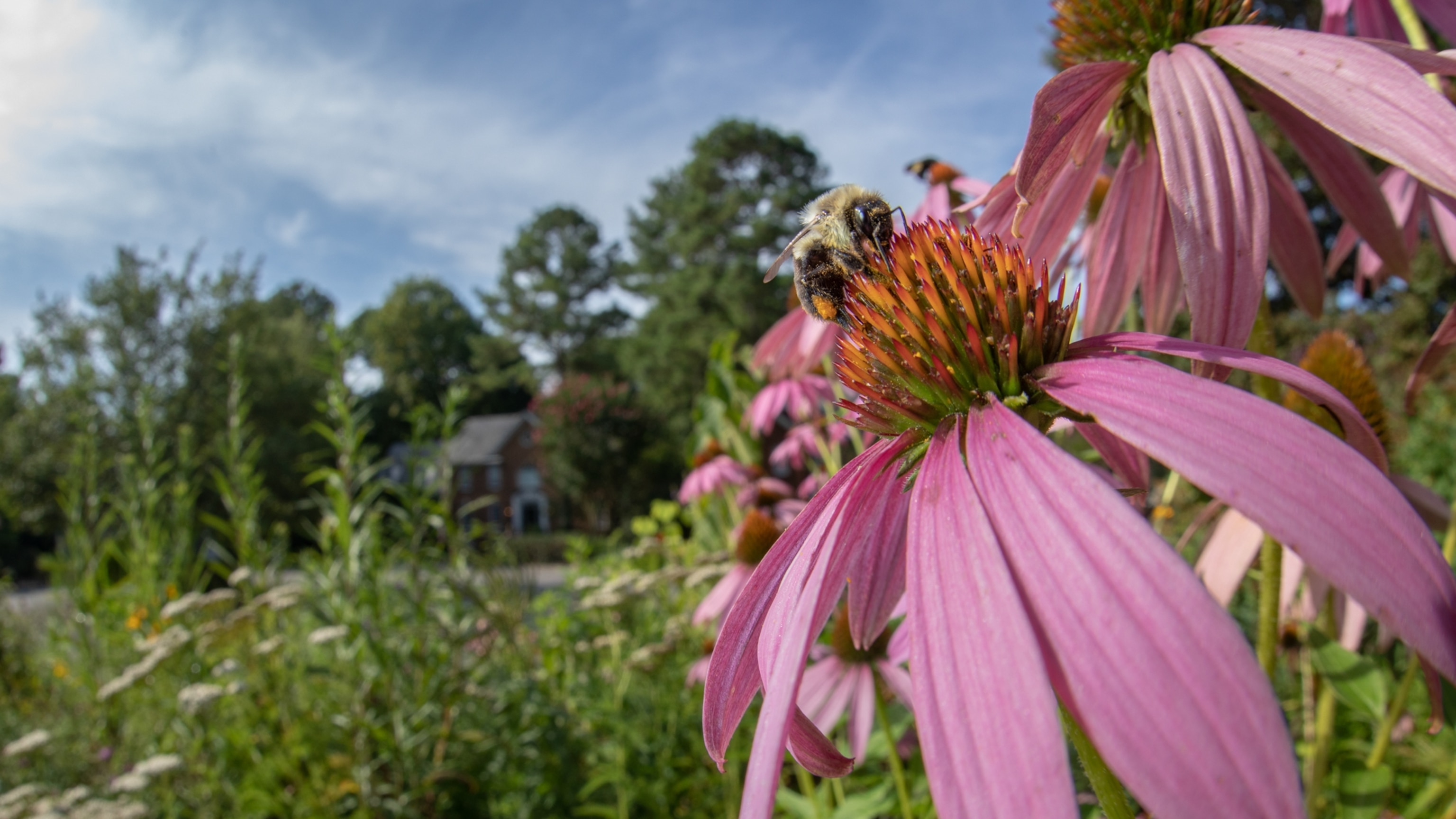 Why America's 4,000 native bees deserve more attention