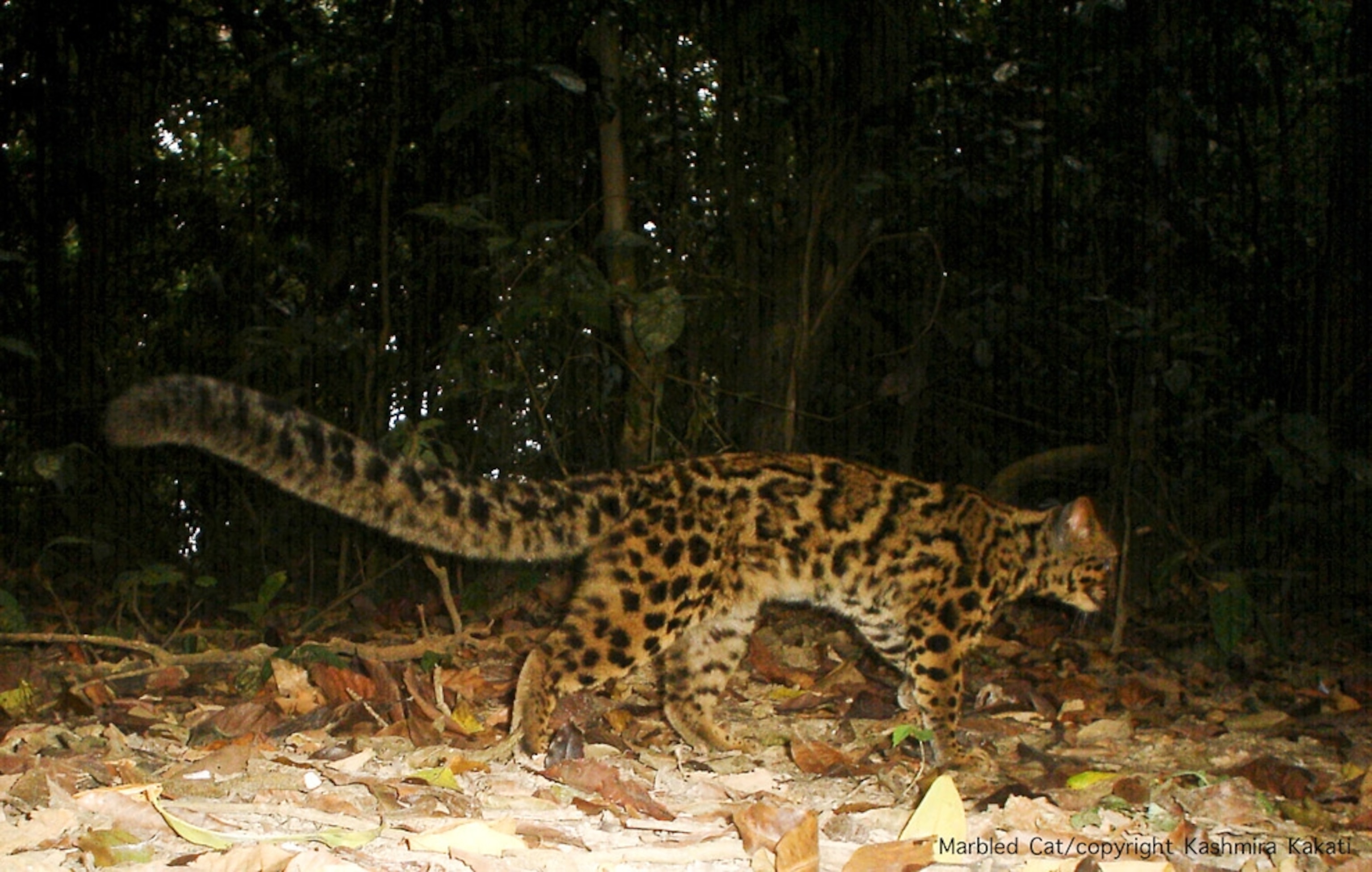 Picture of a marbled cat in an India rain forest