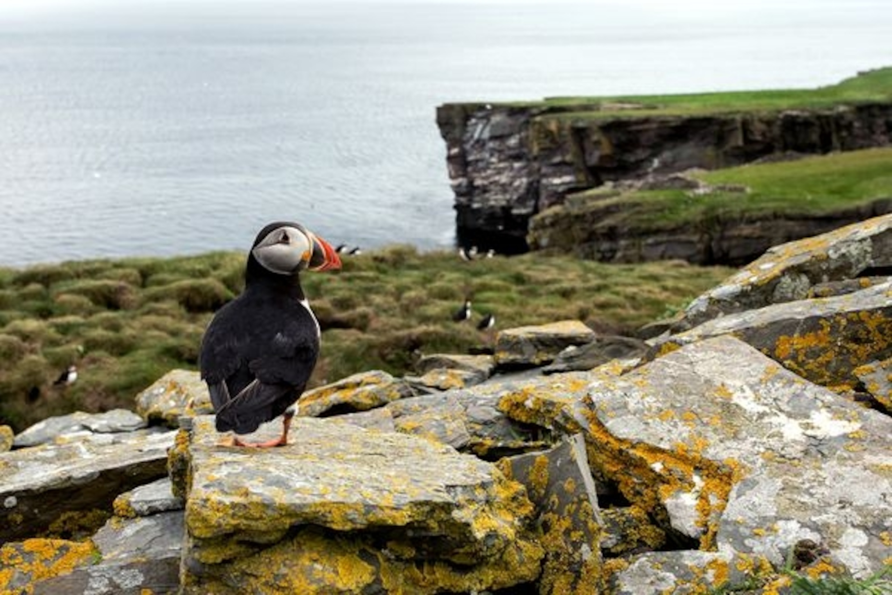 Puffin Penguin in Scotland