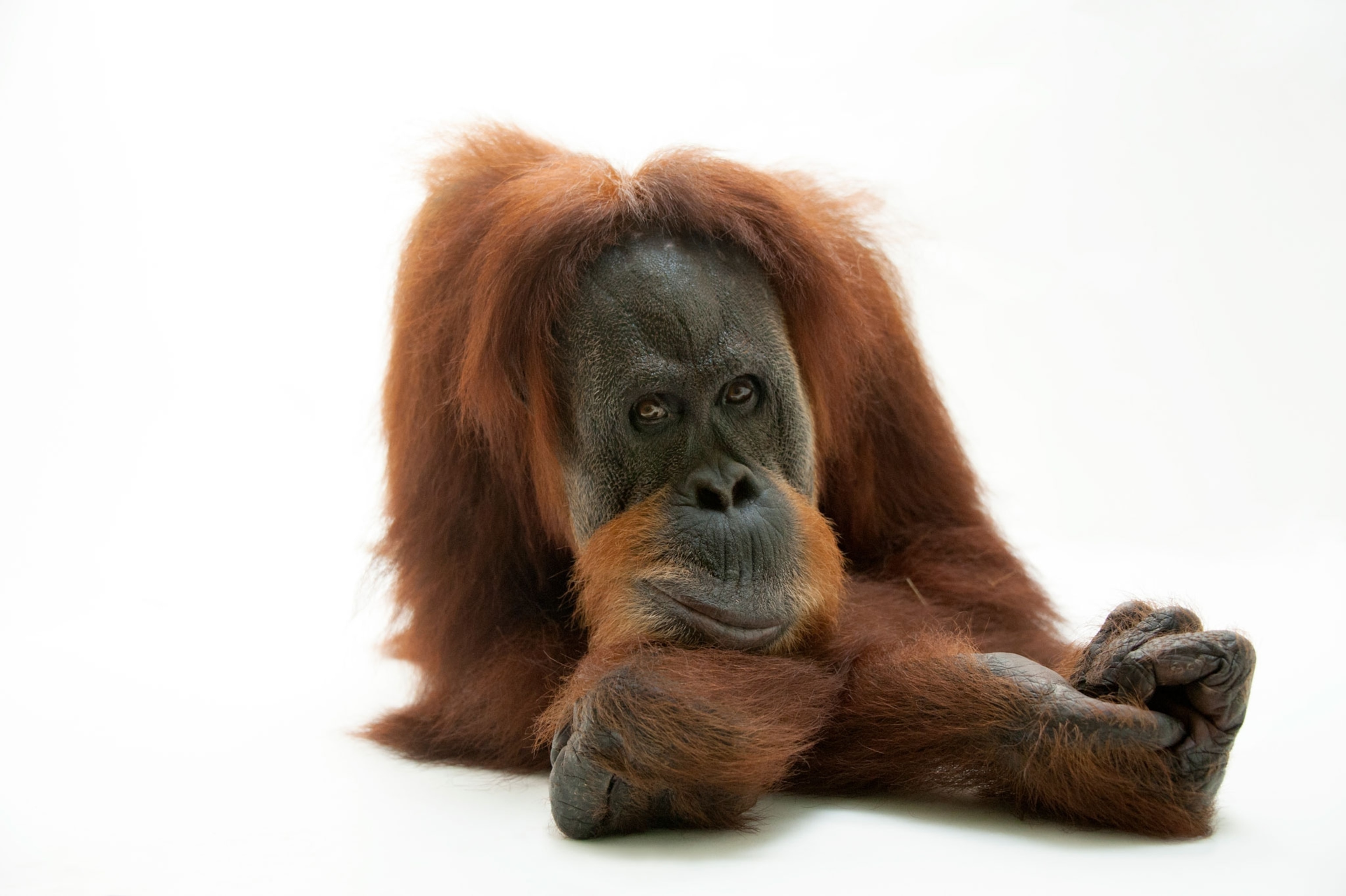 orangutan