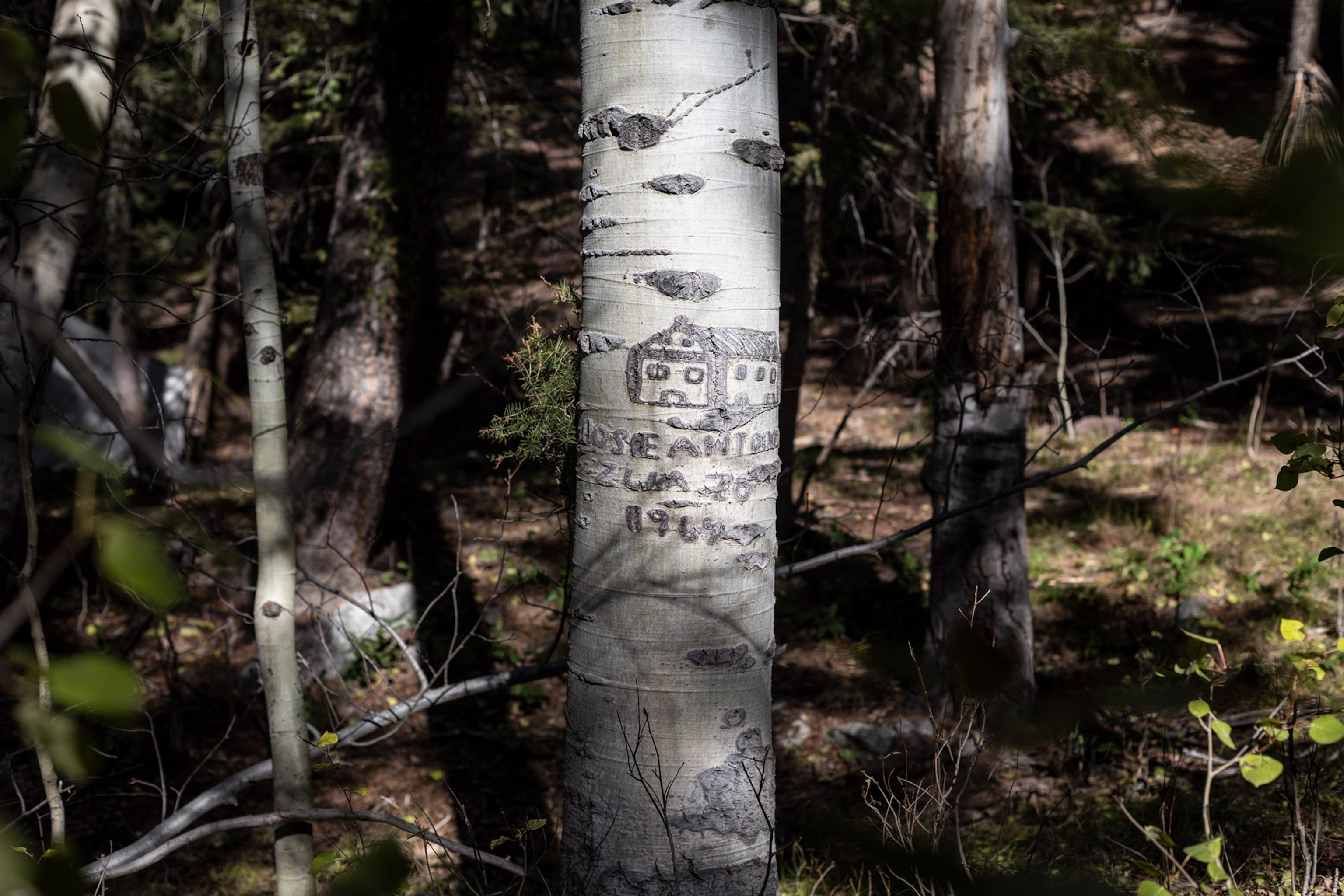 a basque arborglyph on a tree near Ketchum, Idaho