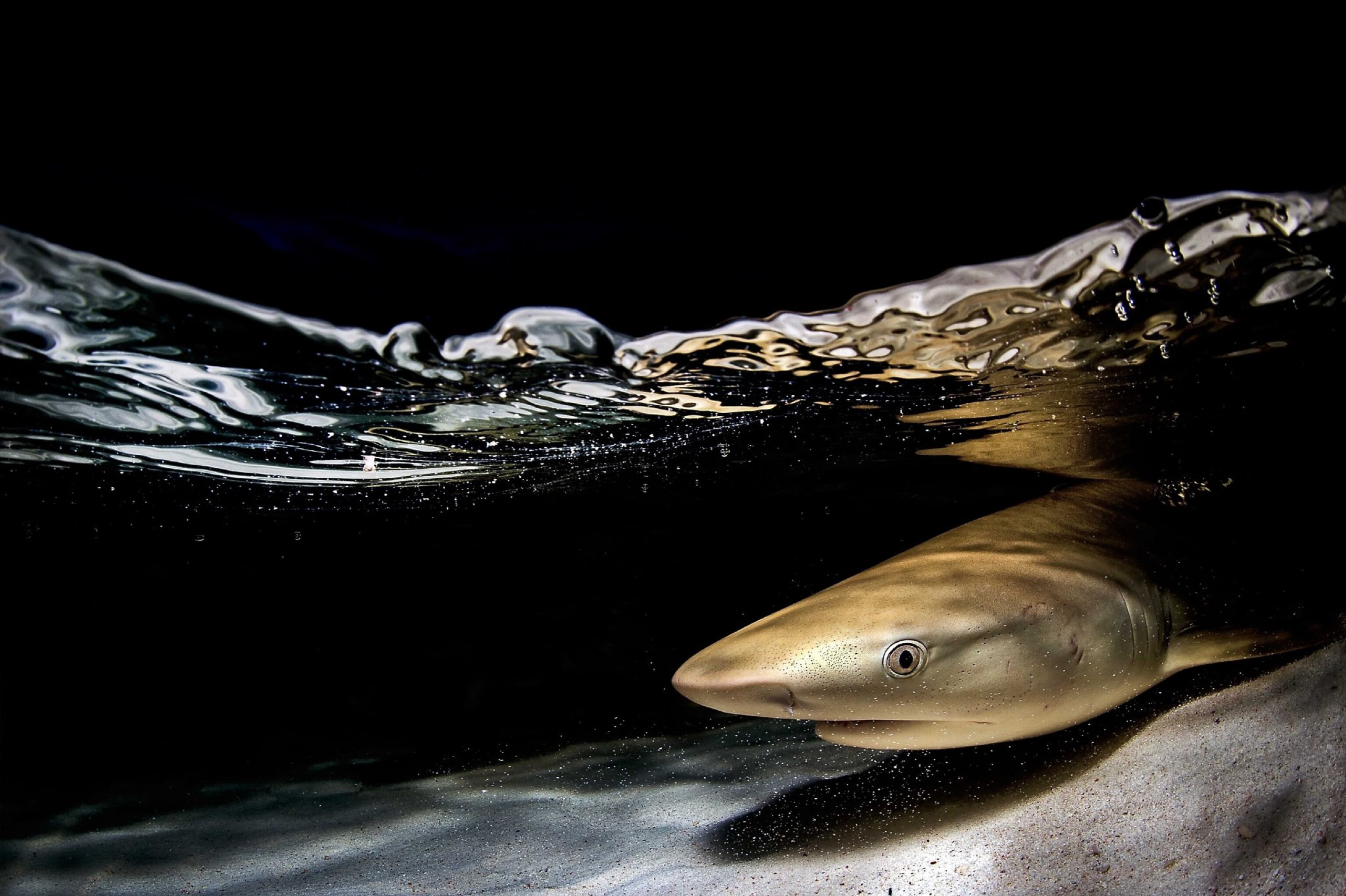 a blacktip shark at night