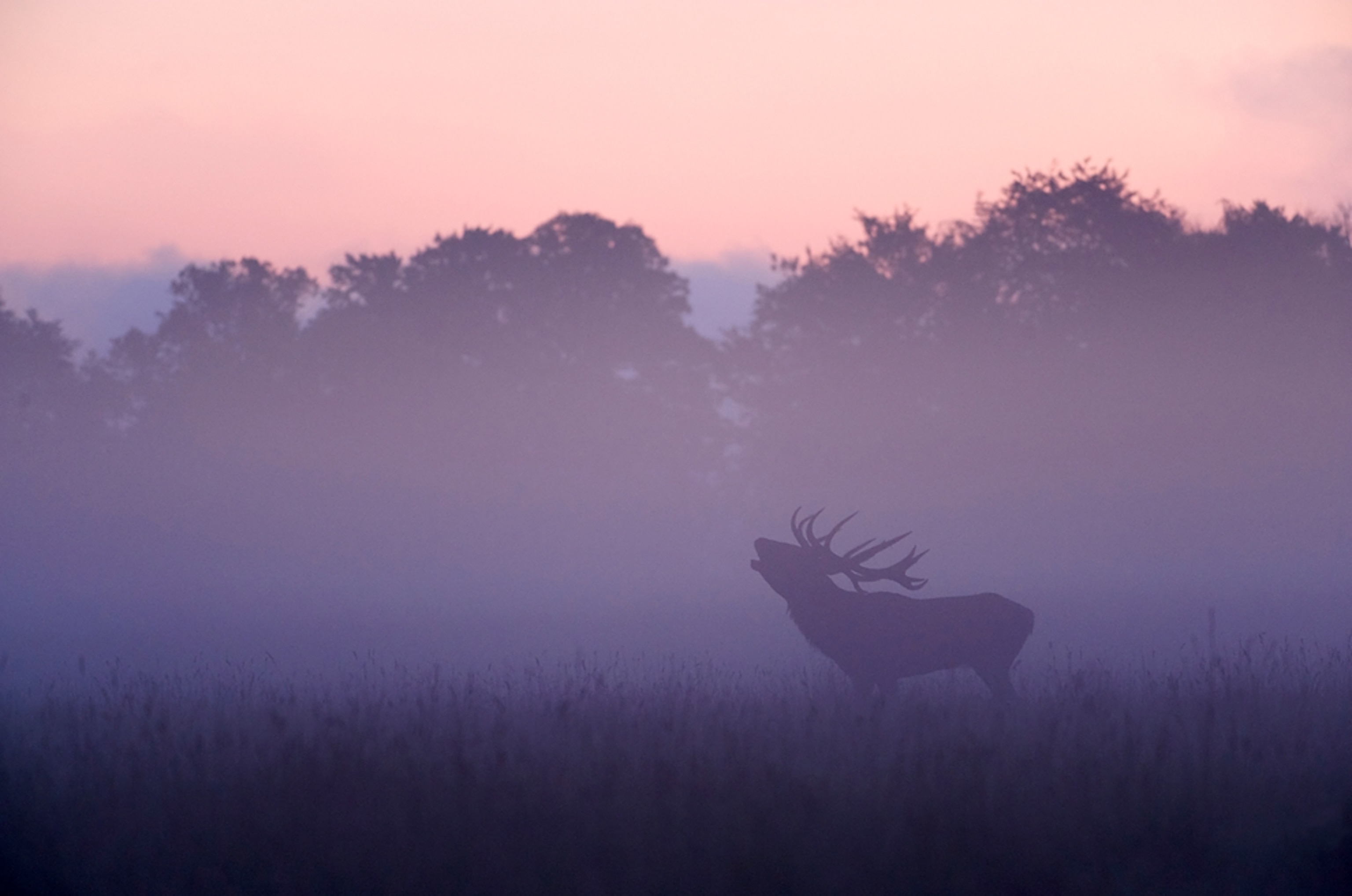 A deer in a misty field