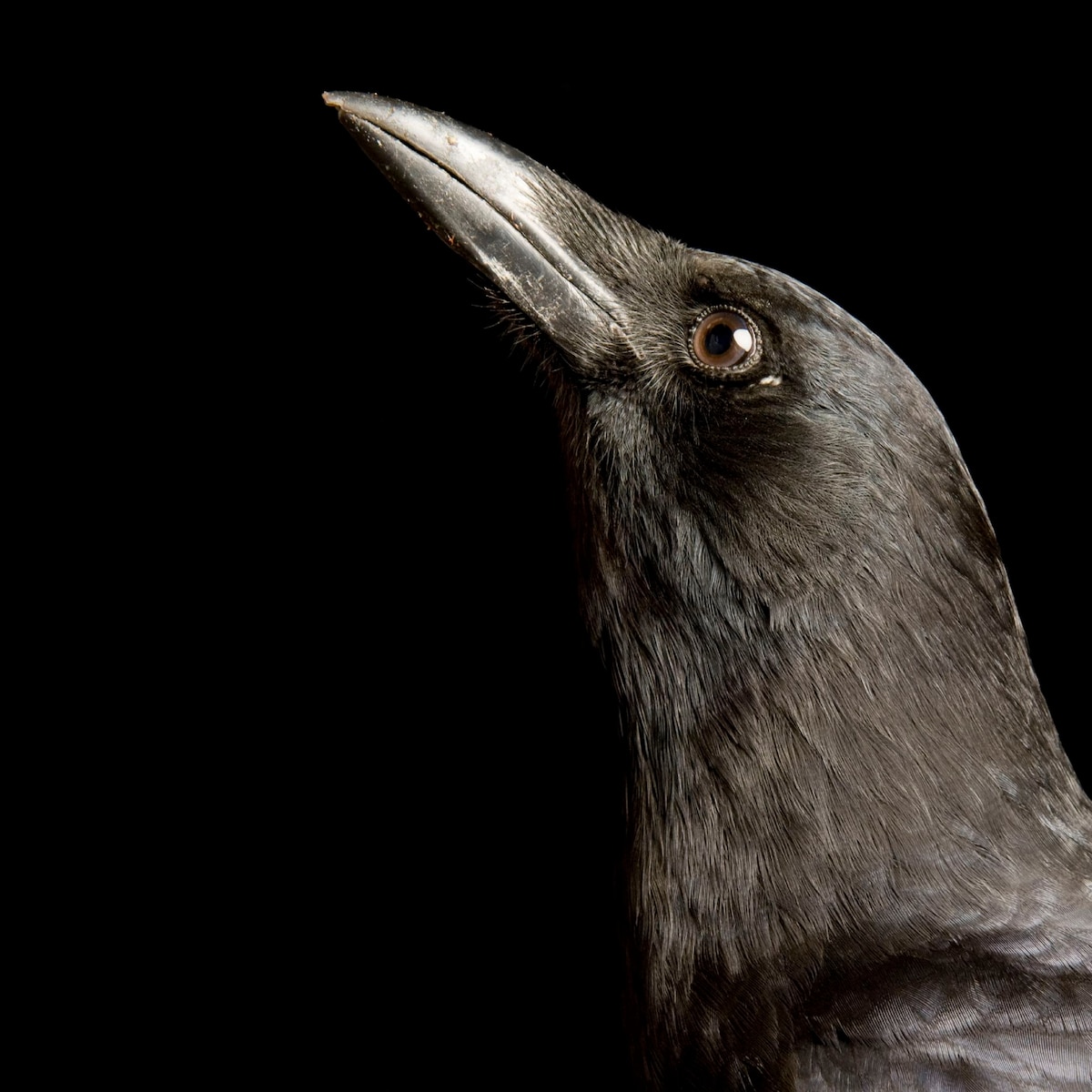 American Crow | National Geographic