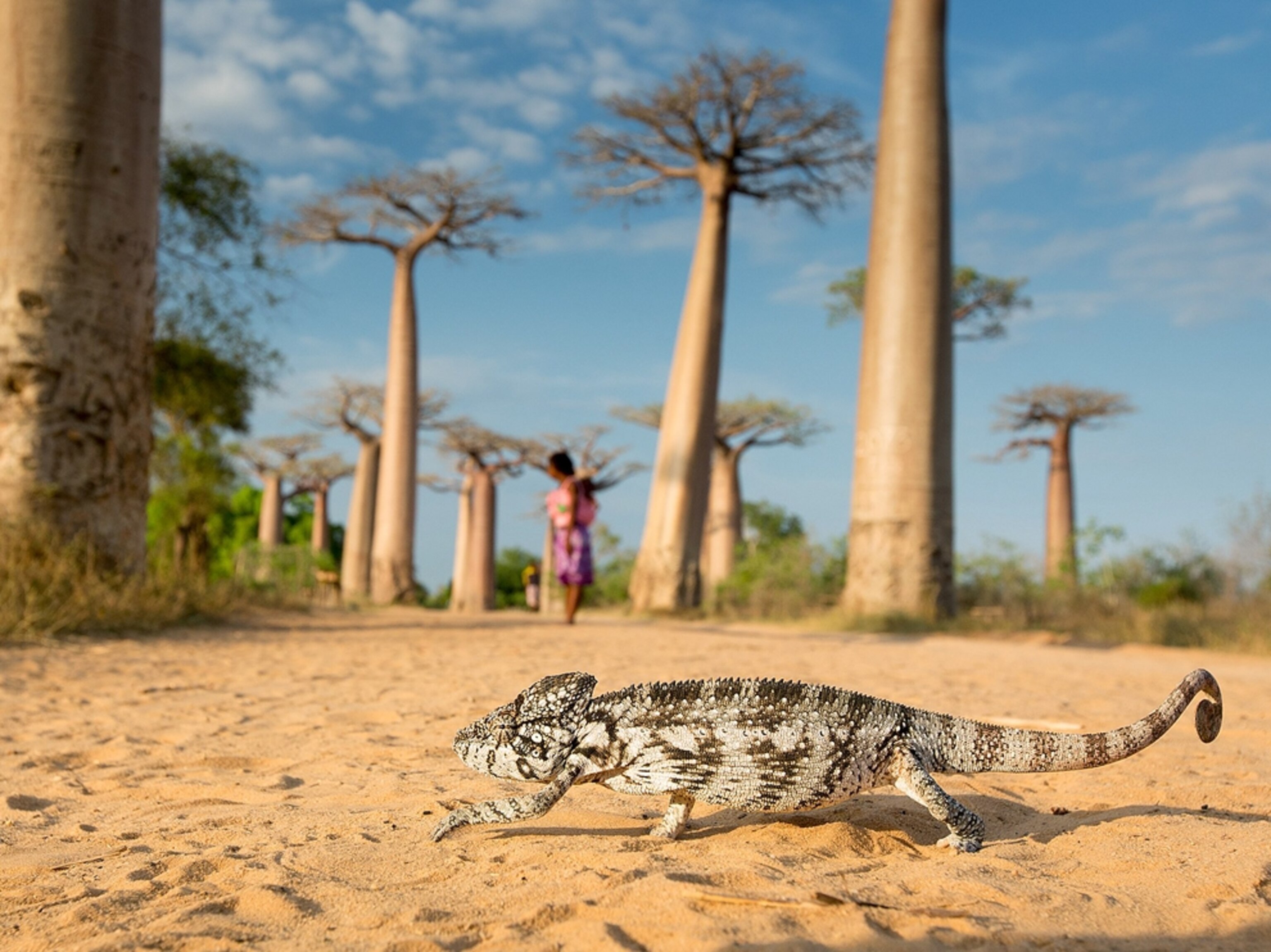 a lizard walking along an avenue of baobab trees, Madagascar