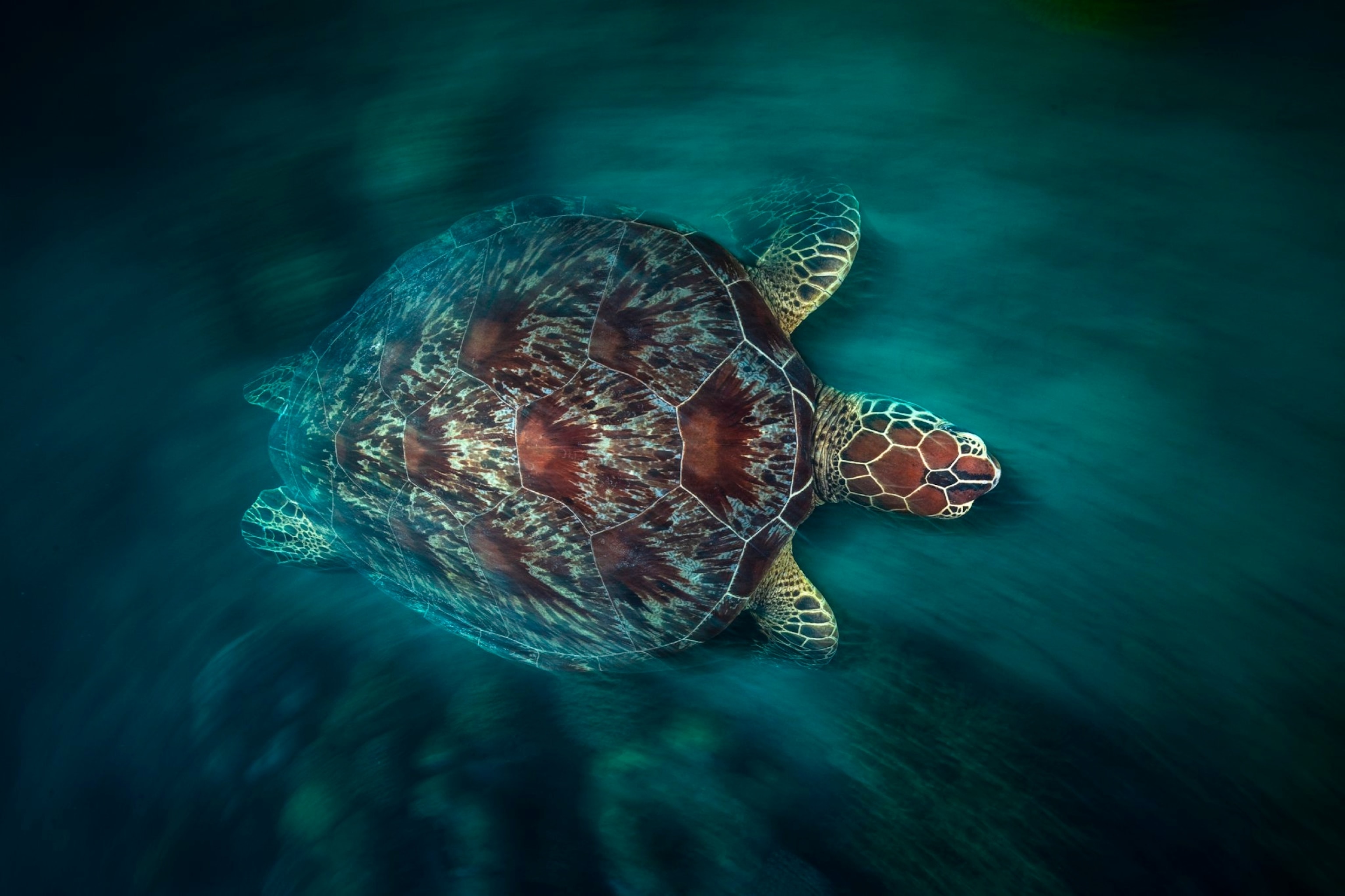 a green sea turtle