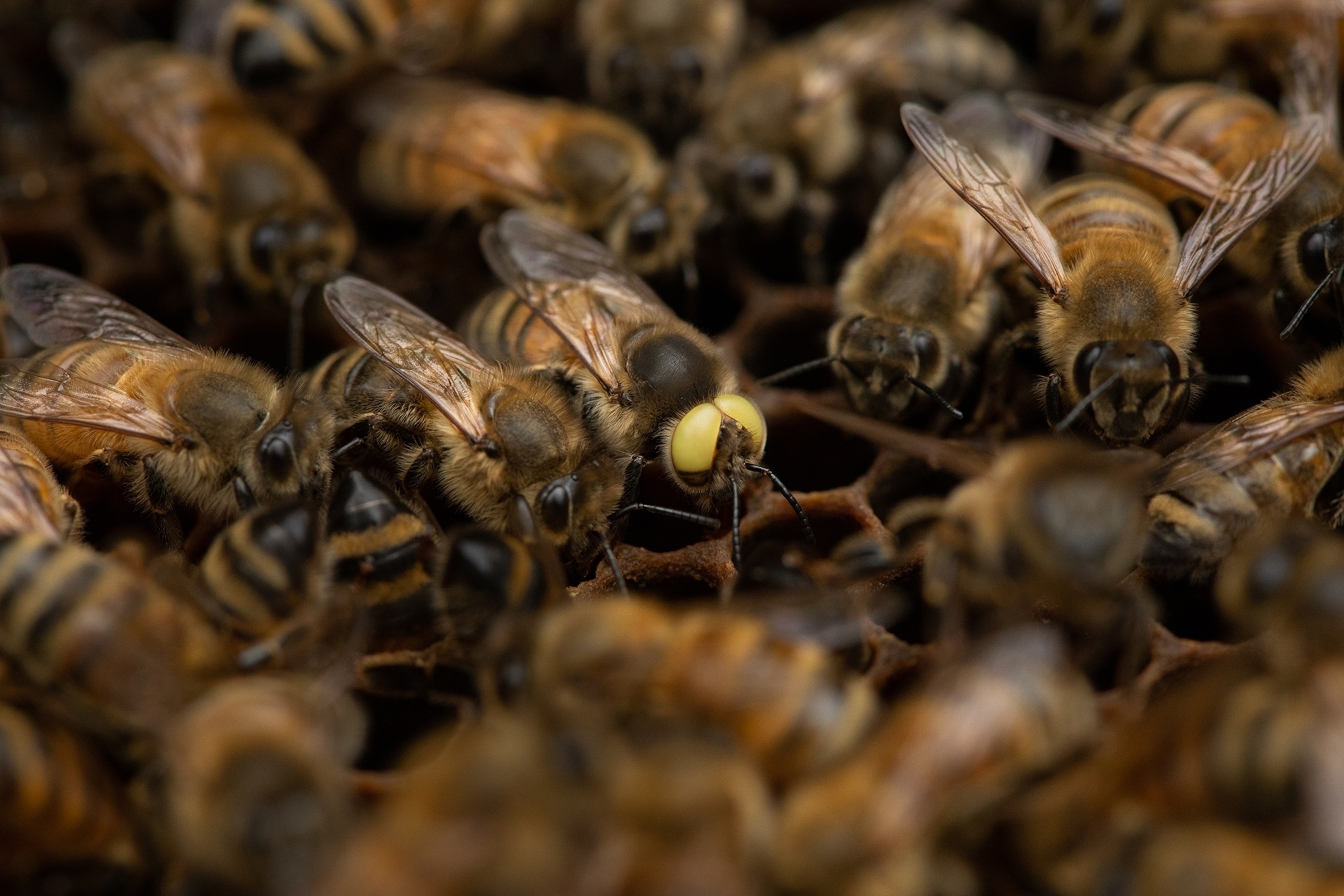a bee with big yellow eyes