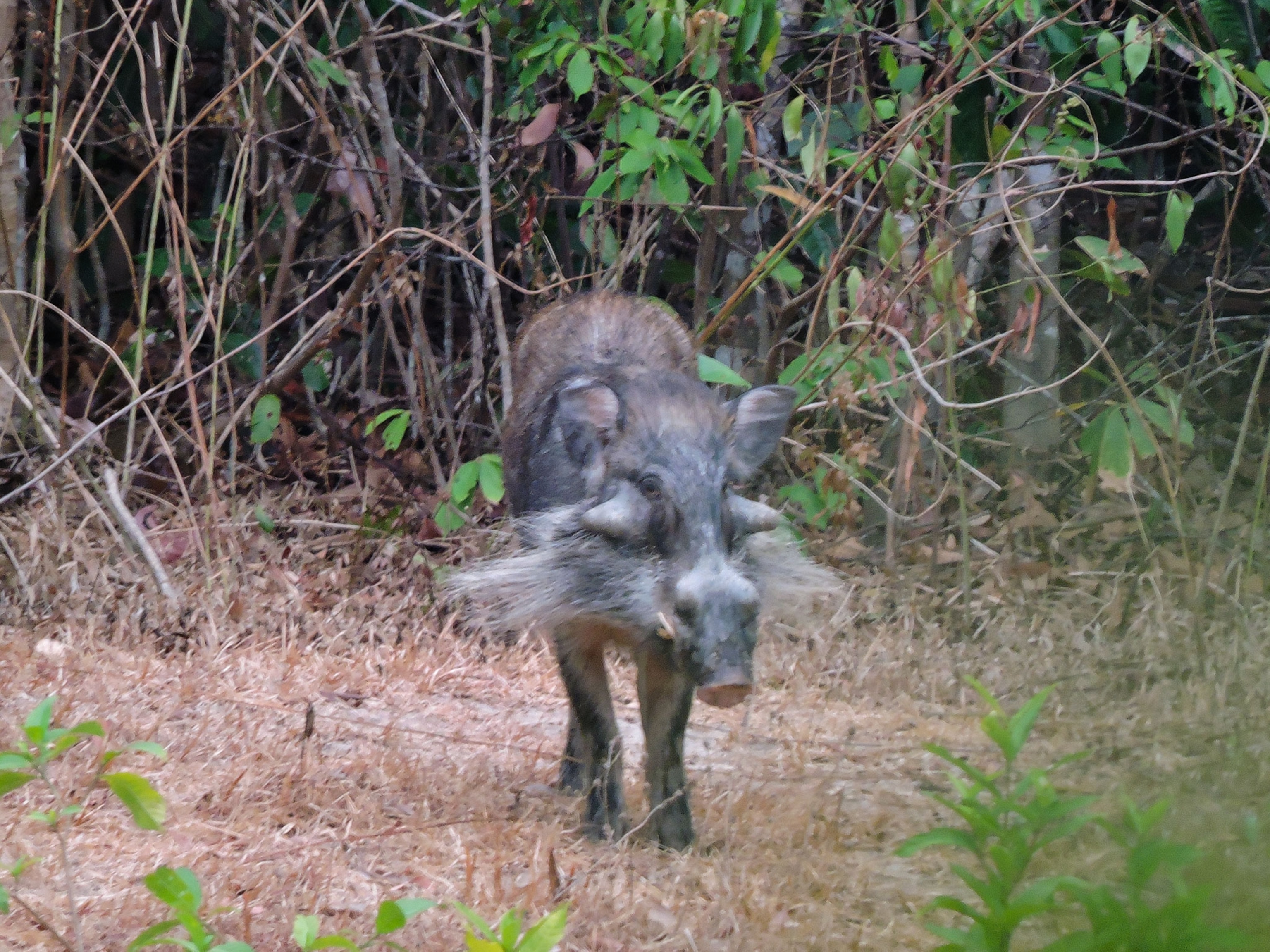 male Bawean warty pig