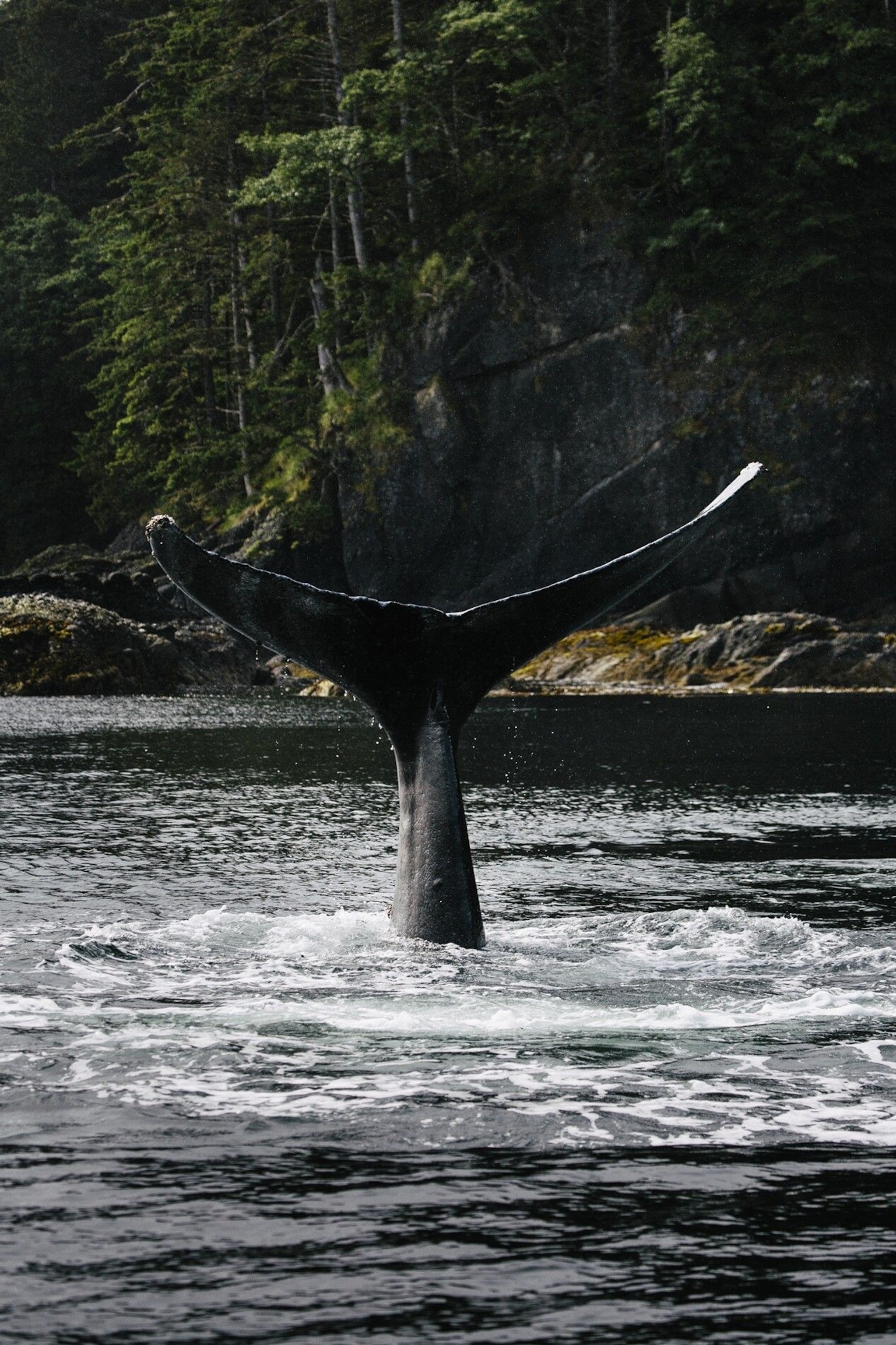 James Cowpar describes the ocean around the Haida Gwaii archipelago as a highway of marine life, with seabirds, sea lions, seals, transient killer whales, humpbacks and minkes.