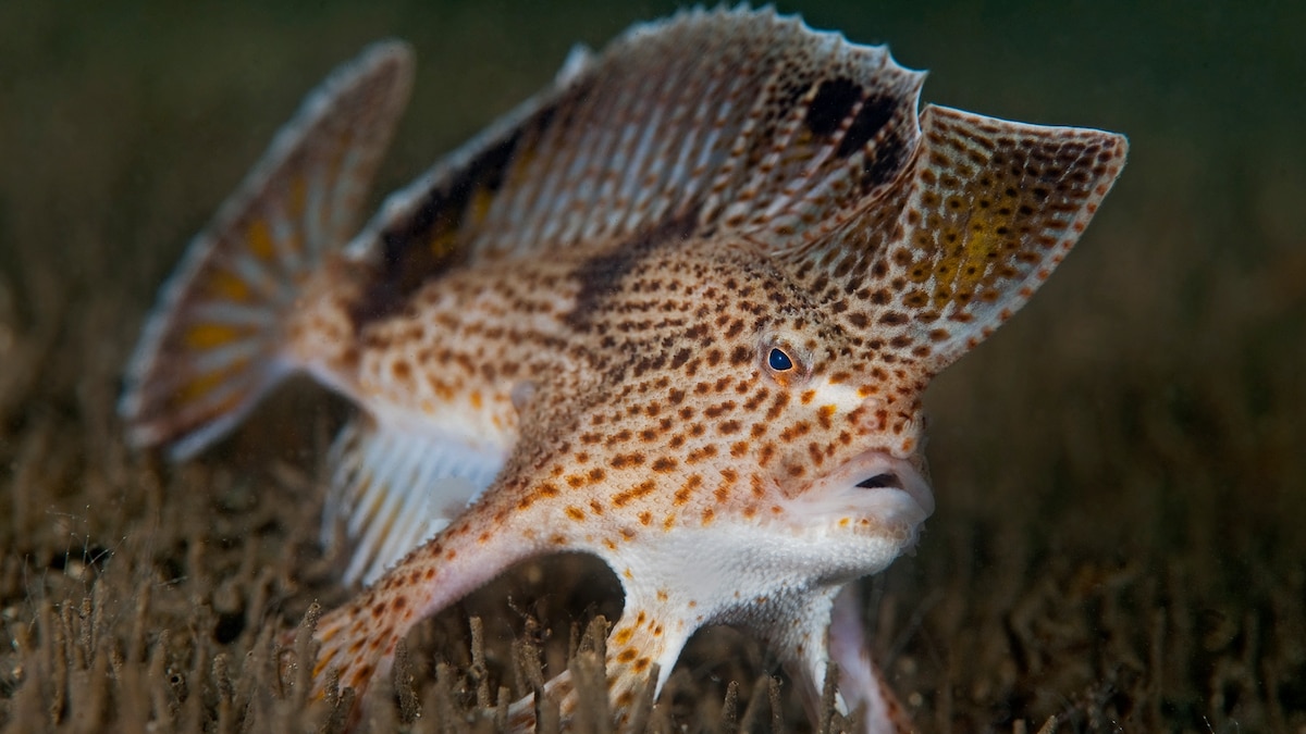 A fish that walks on the seafloor has gone extinct. Can its cousins be saved?