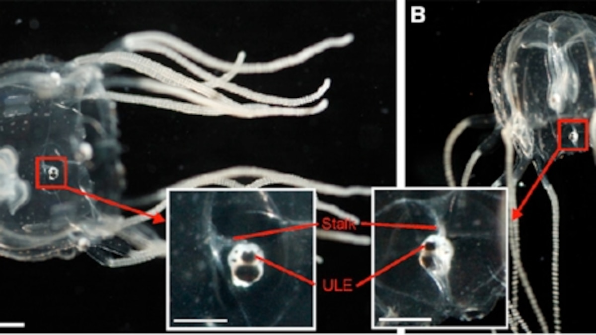 Why box jellyfish always have four eyes on the sky